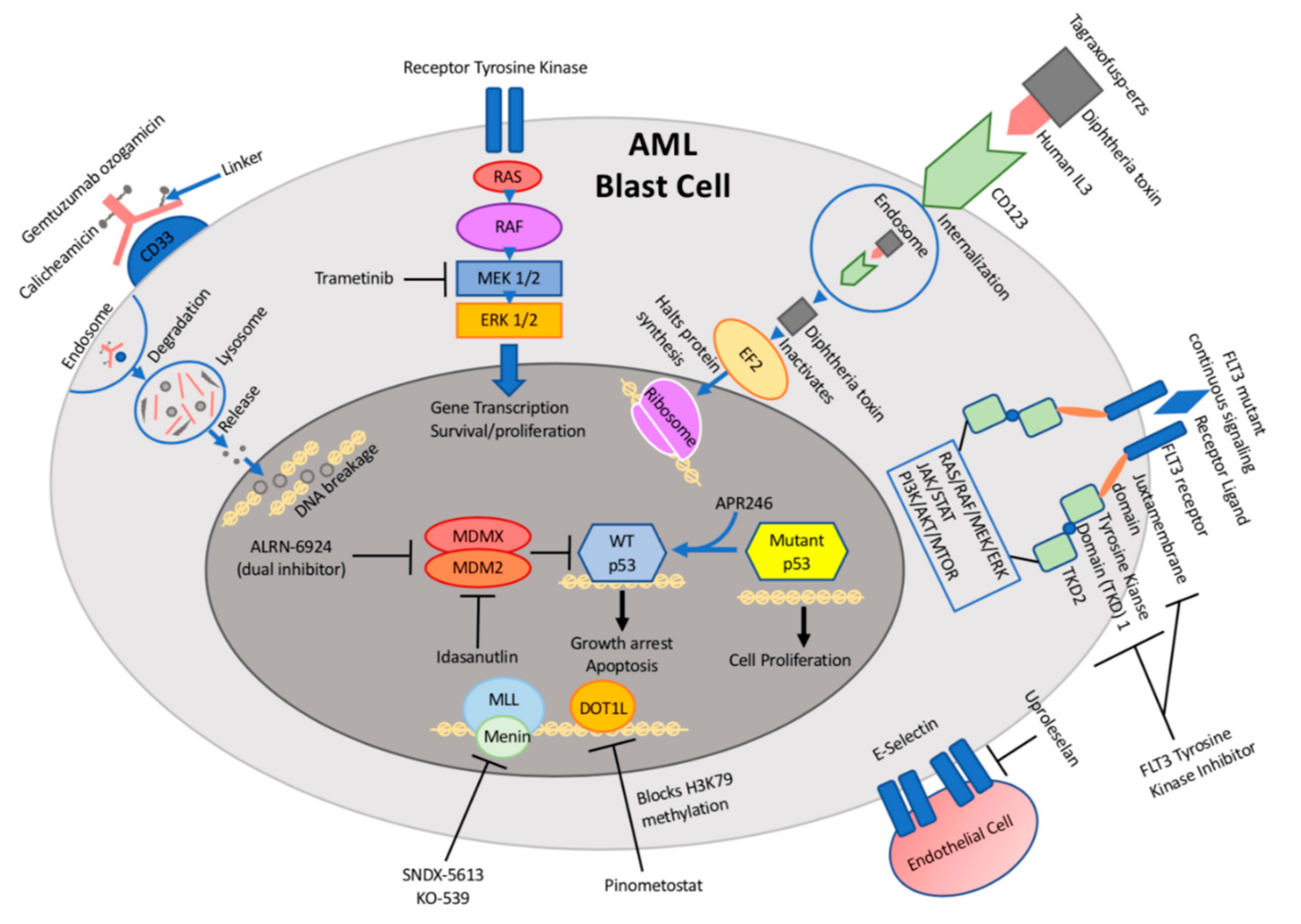 Targeting menin: a promising therapeutic strategy for susceptible acute  leukemia subtypes