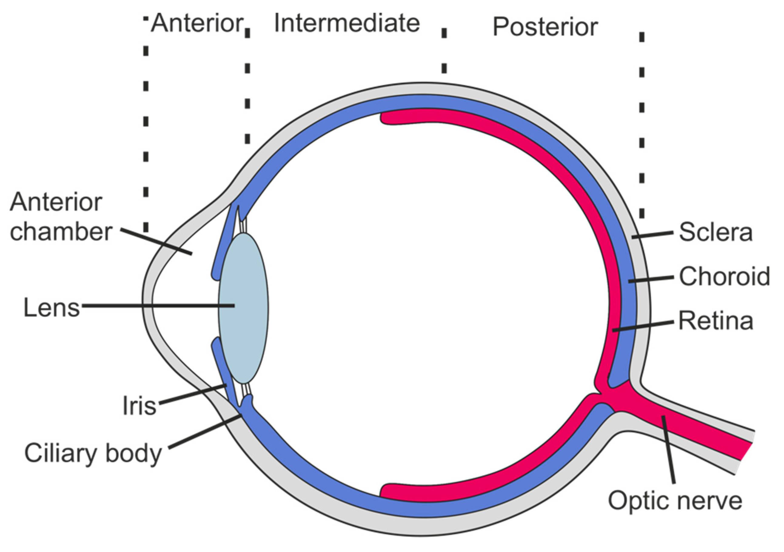 Children | Free Full-Text | Juvenile Idiopathic Arthritis Associated Uveitis