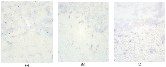 マック Lego Creator 31055 red racer 3 in 1 - Lego Speed Build | Cars