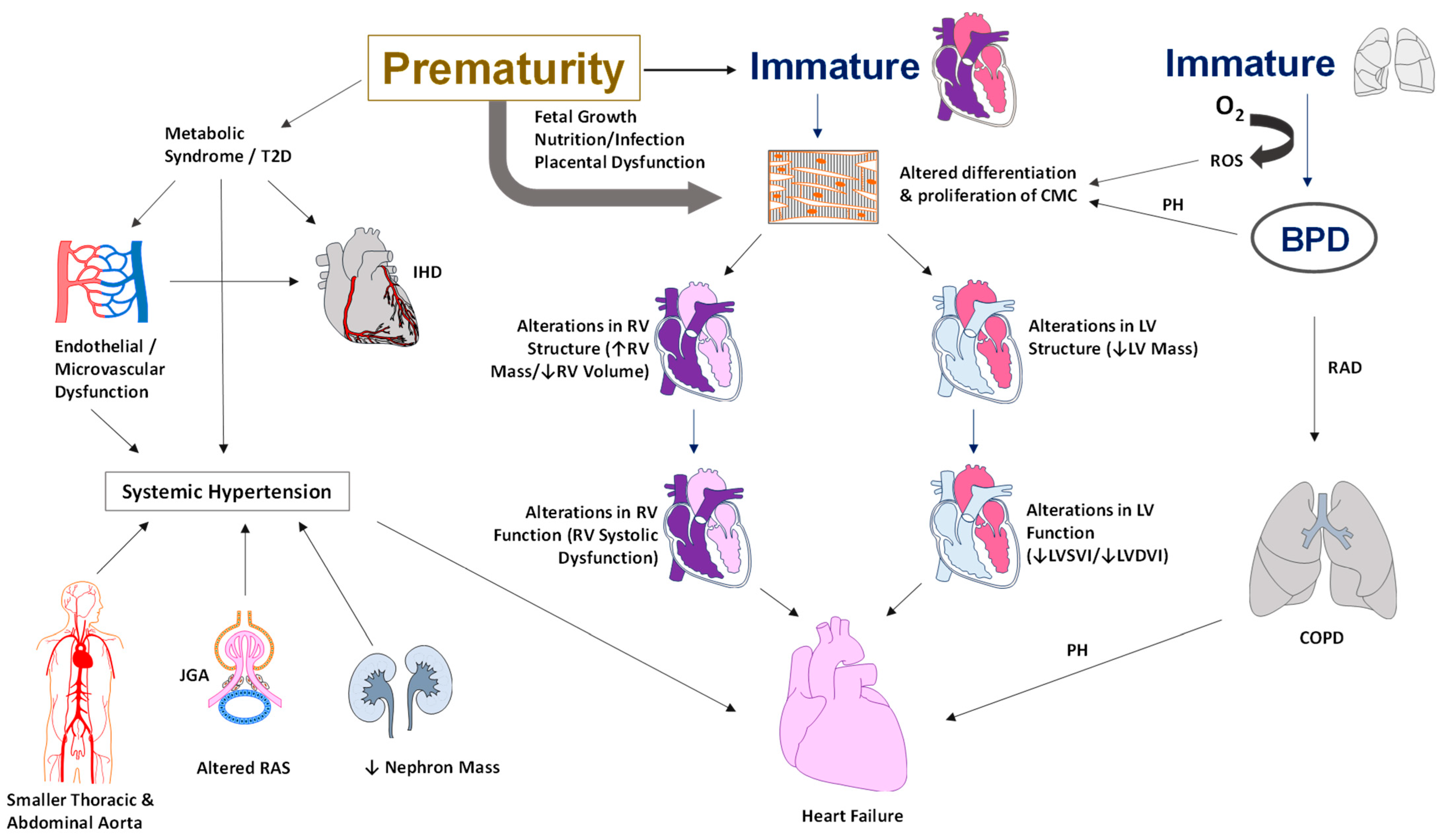 Children Free Full-Text Cardiovascular Morbidities in Adults Born Preterm Getting to the Heart of the Matter!