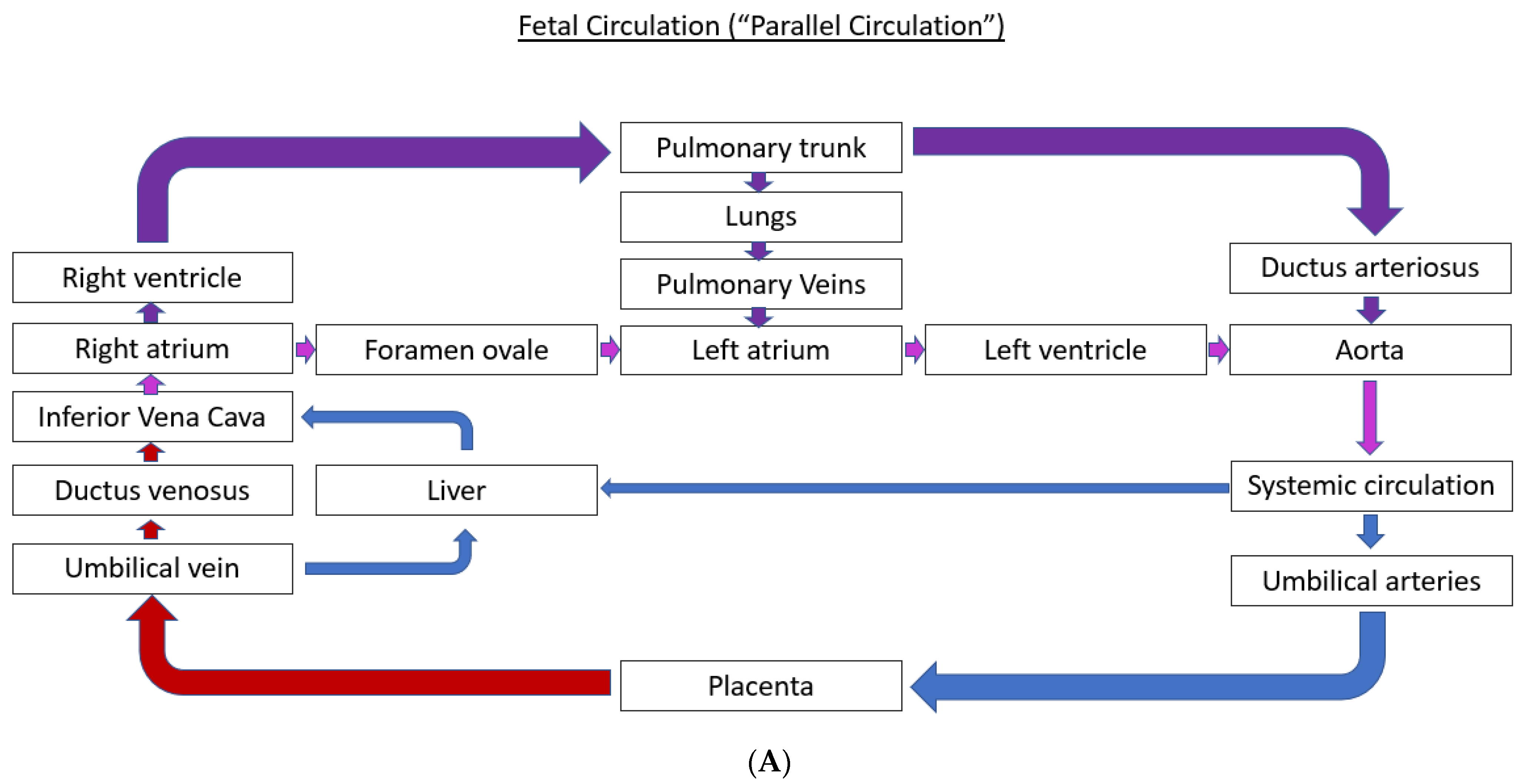 Fetal circulation flow chart