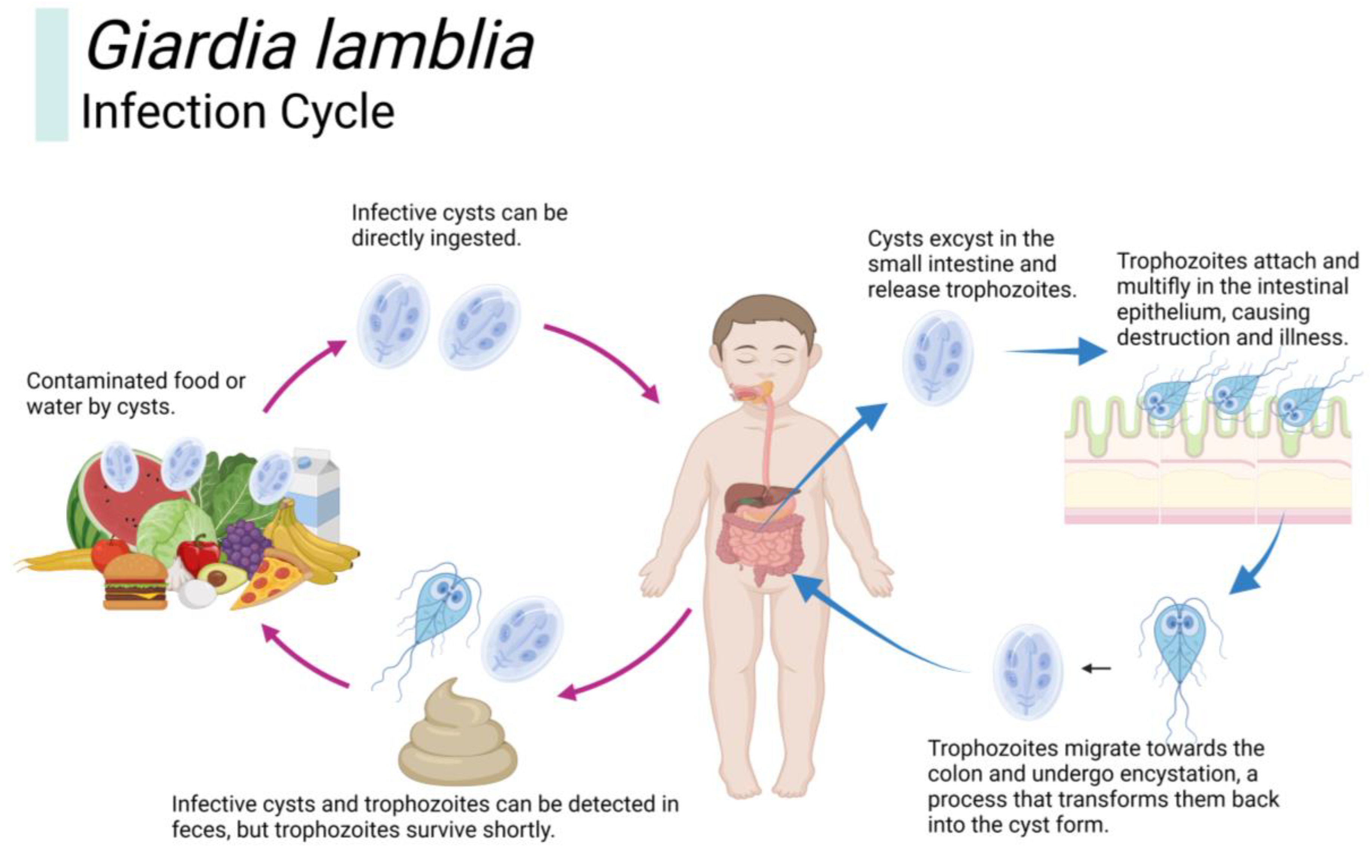 Giardia duodenalis cyst