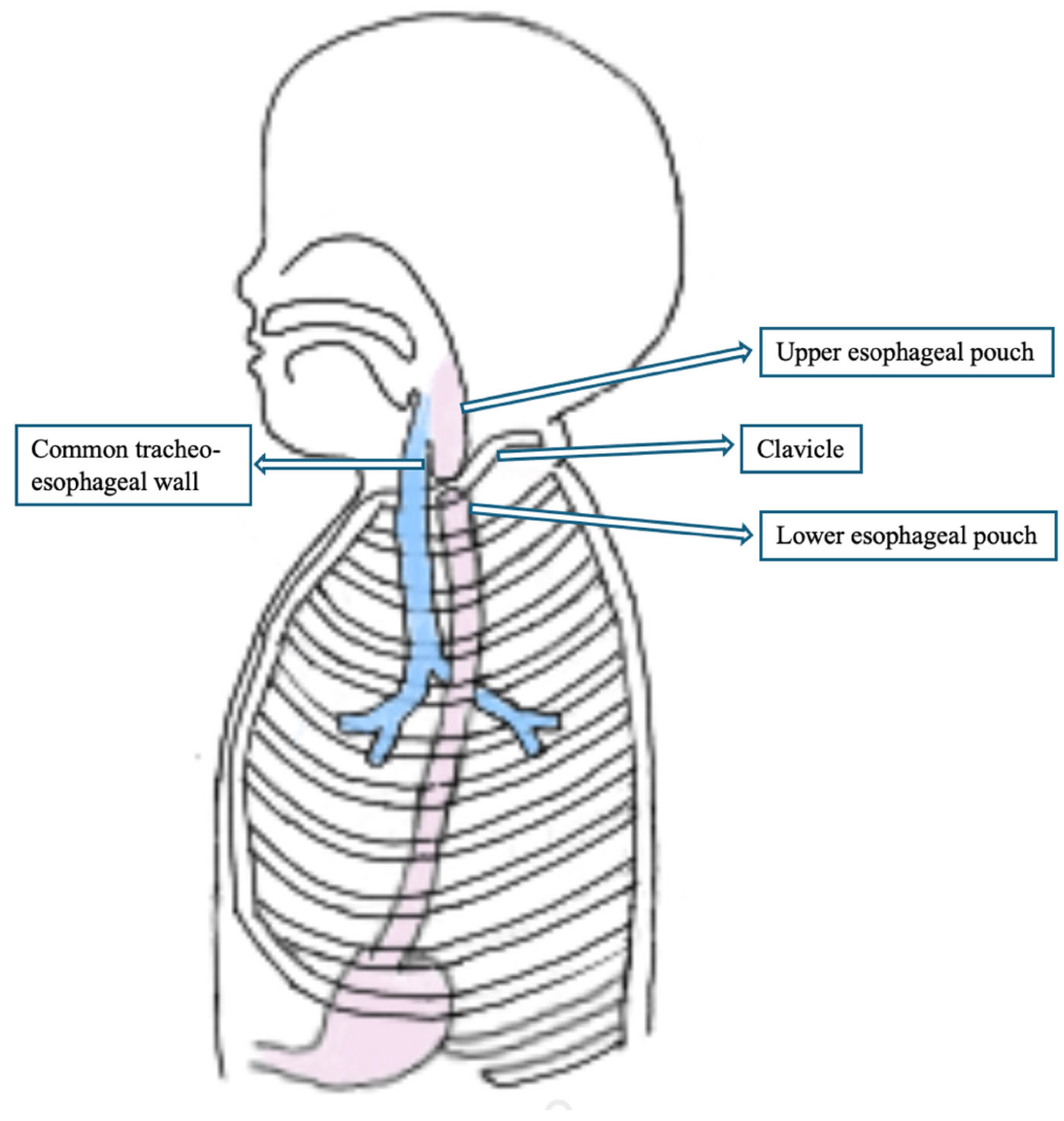Children 12 00740 g003