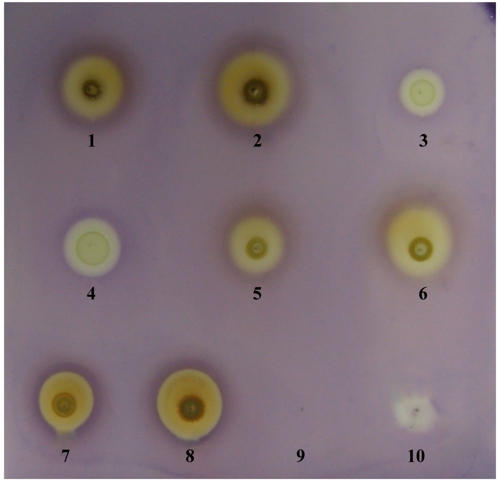 Chromatography Free FullText TLCDirect Bioautography as a High Throughput Method for
