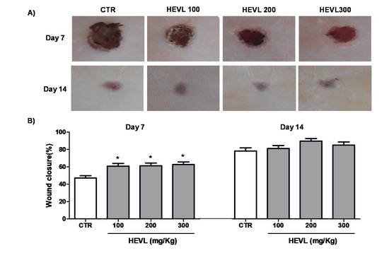 治癒の病理 = Pathology of Wound Healing 裁断済み Histological Evidence of Wound Healing Improvement in Rats