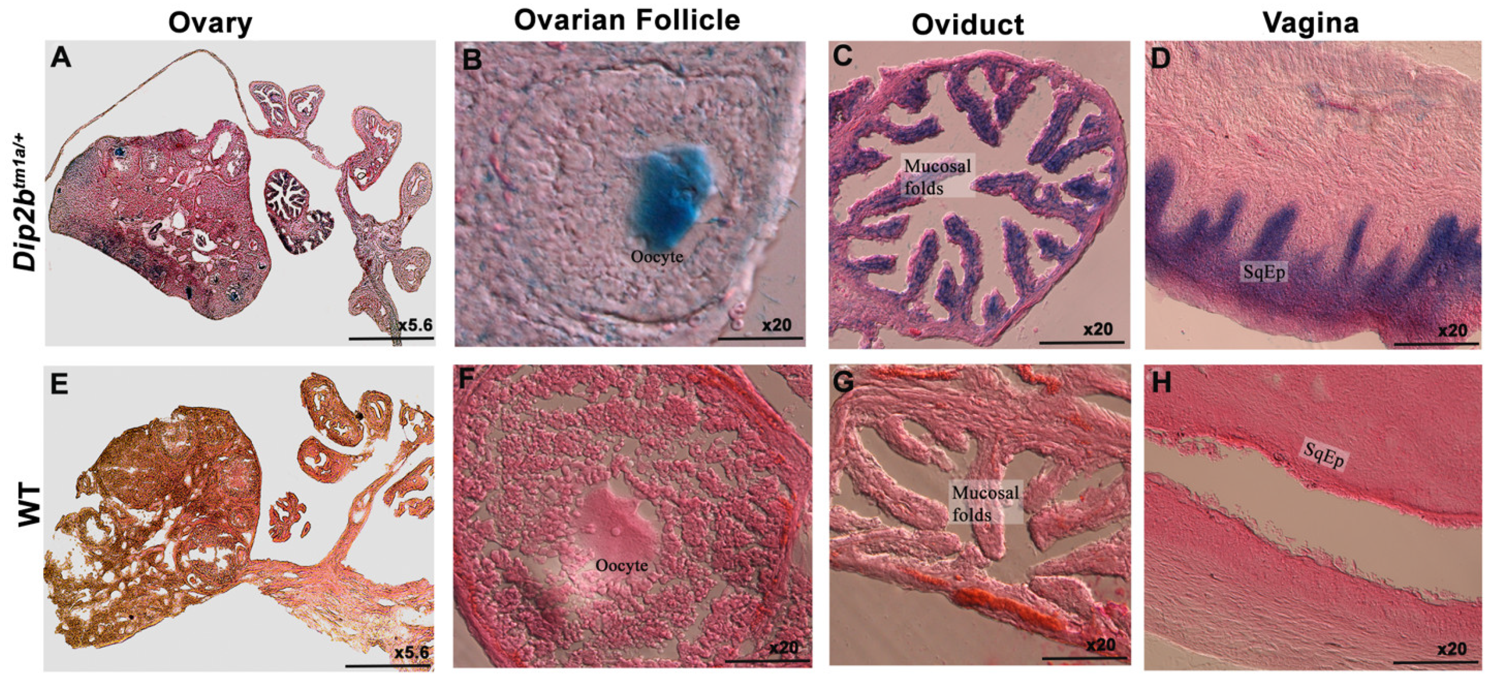Cimb 43 00040 g004 550