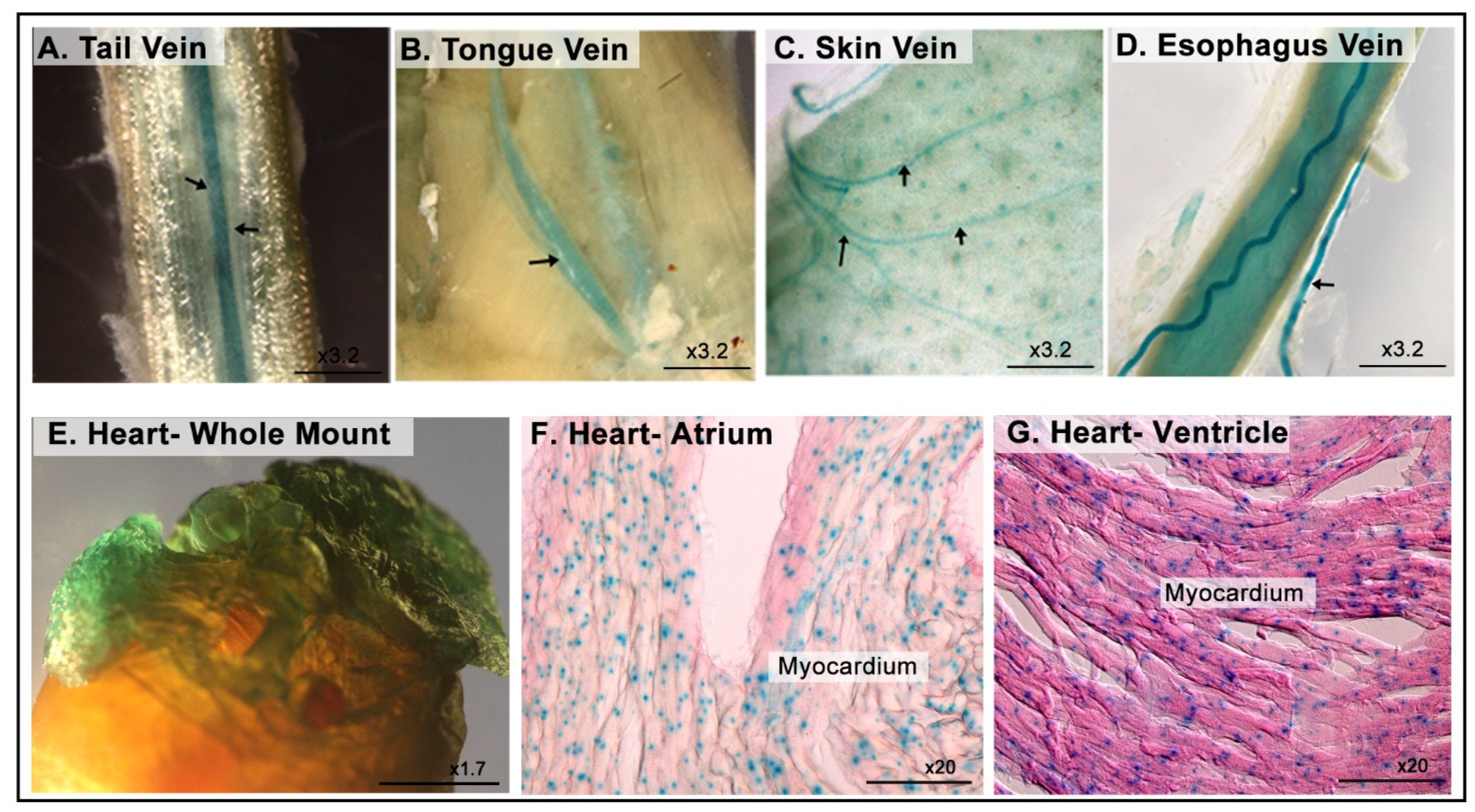 Cimb 43 00040 g008 550