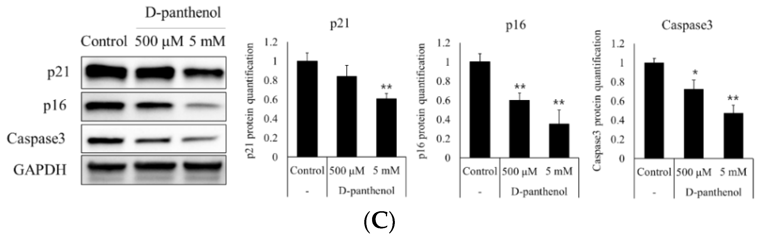 CIMB | Free Full-Text | Dexpanthenol Promotes Cell Growth by Preventing Cell Senescence and Apoptosis in Cultured Human Hair Follicle Cells CIMB | Free Full-Text | Dexpanthenol Promotes Cell Growth by Preventing Cell Senescence and Apoptosis in Cultured Human Hair Follicle Cells