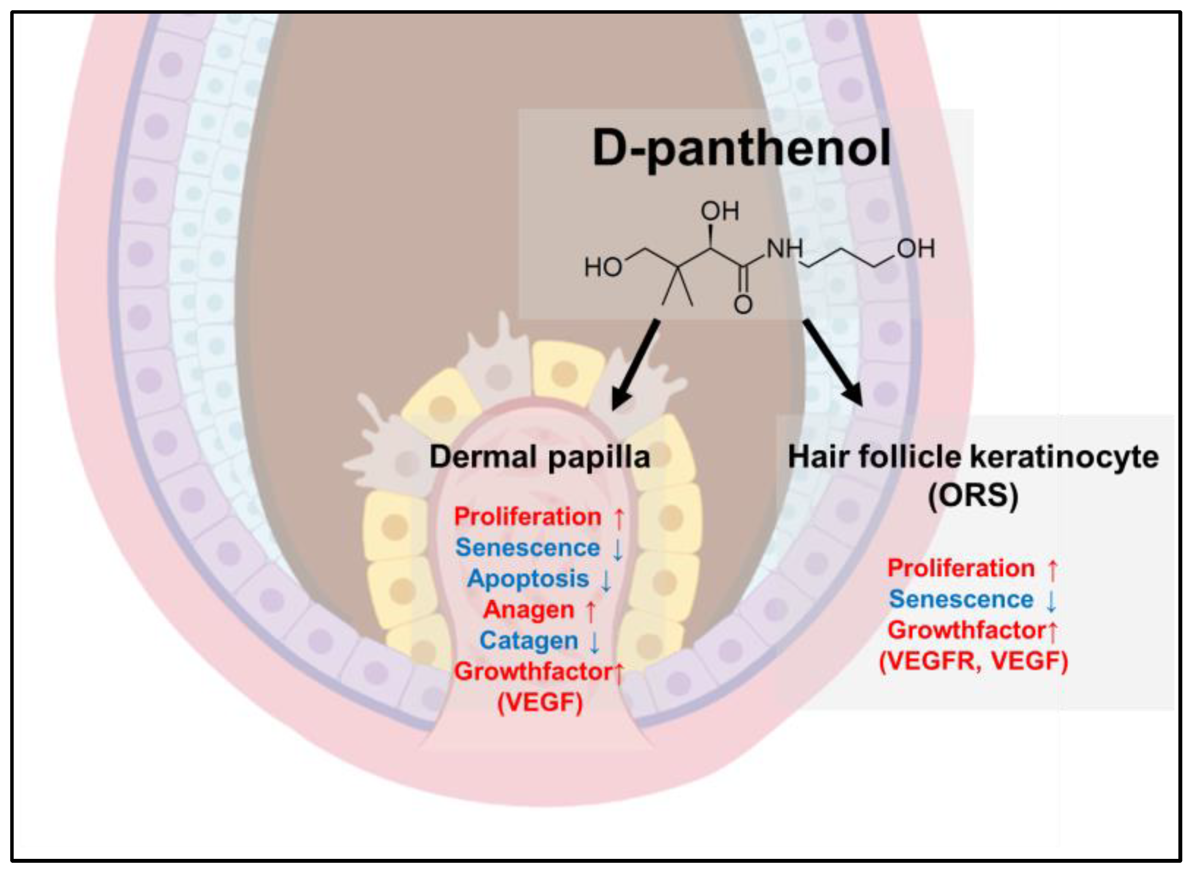 CIMB | Free Full-Text | Dexpanthenol Promotes Cell Growth by Preventing  Cell Senescence and Apoptosis in Cultured Human Hair Follicle Cells