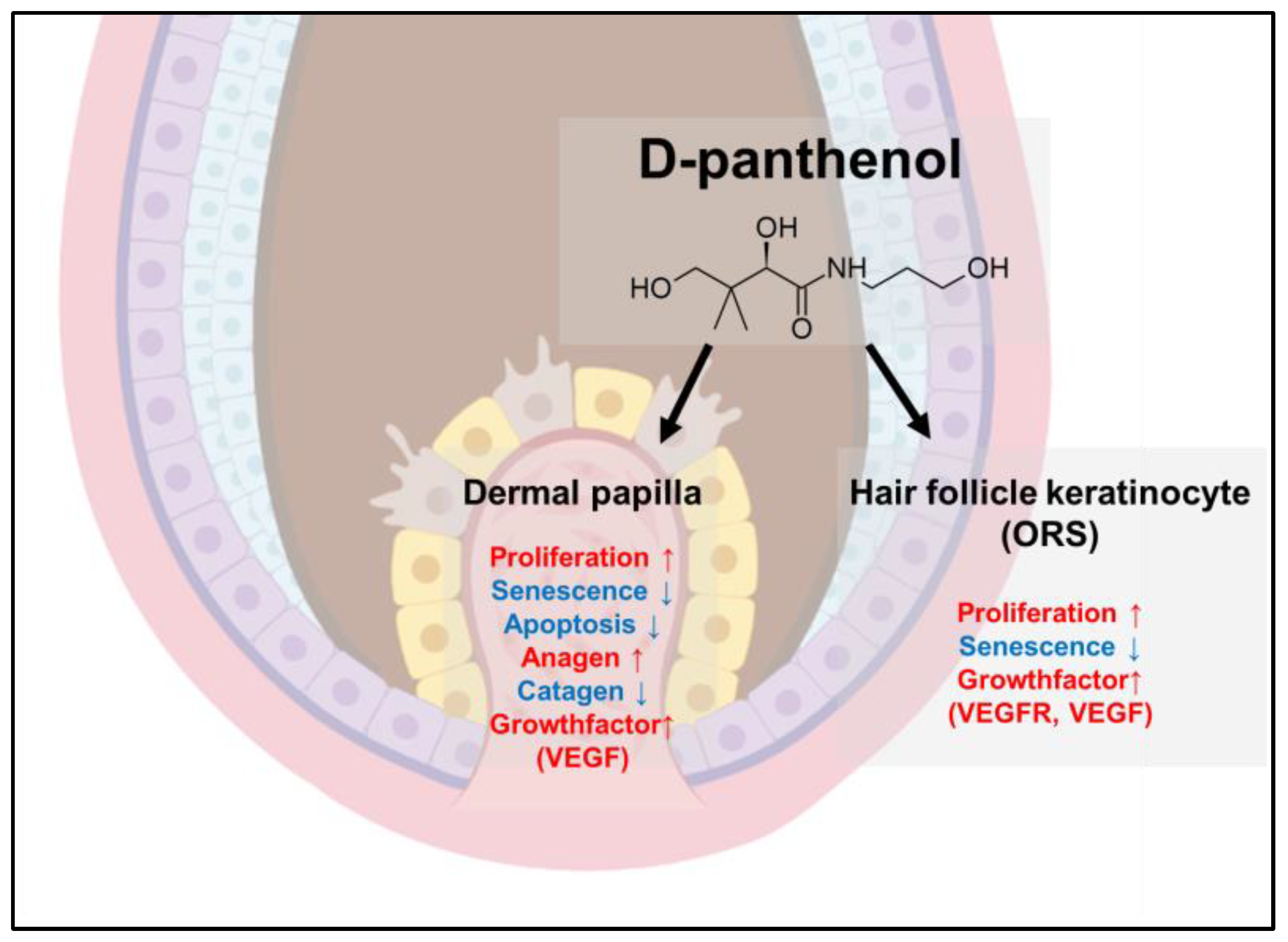 CIMB | Free Full-Text | Dexpanthenol Promotes Cell Growth by Preventing Cell Senescence and Apoptosis in Cultured Human Hair Follicle Cells CIMB | Free Full-Text | Dexpanthenol Promotes Cell Growth by Preventing Cell Senescence and Apoptosis in Cultured Human Hair Follicle Cells