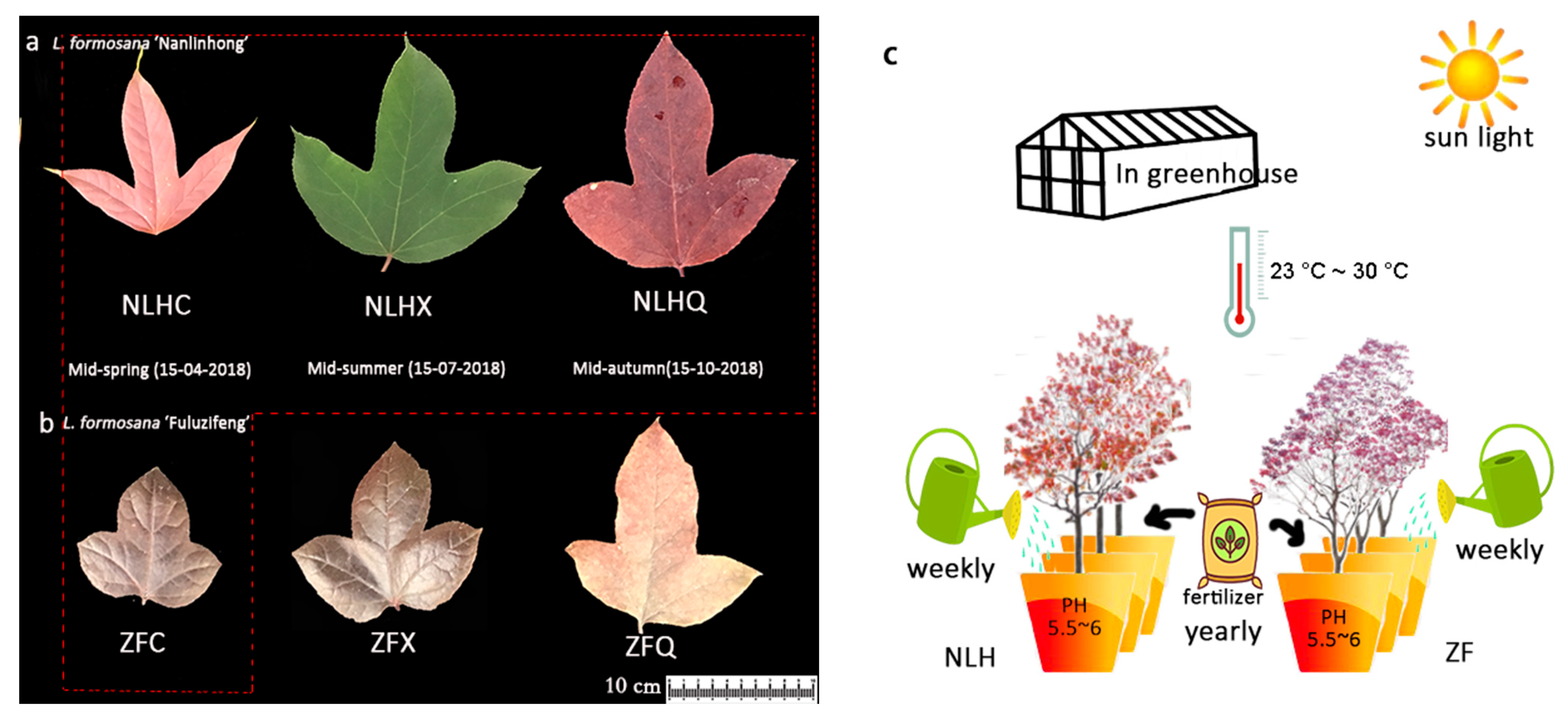 高品質の人気 Accumulation of Color Leaf Determines Anthocyanidins of ヘッドホン