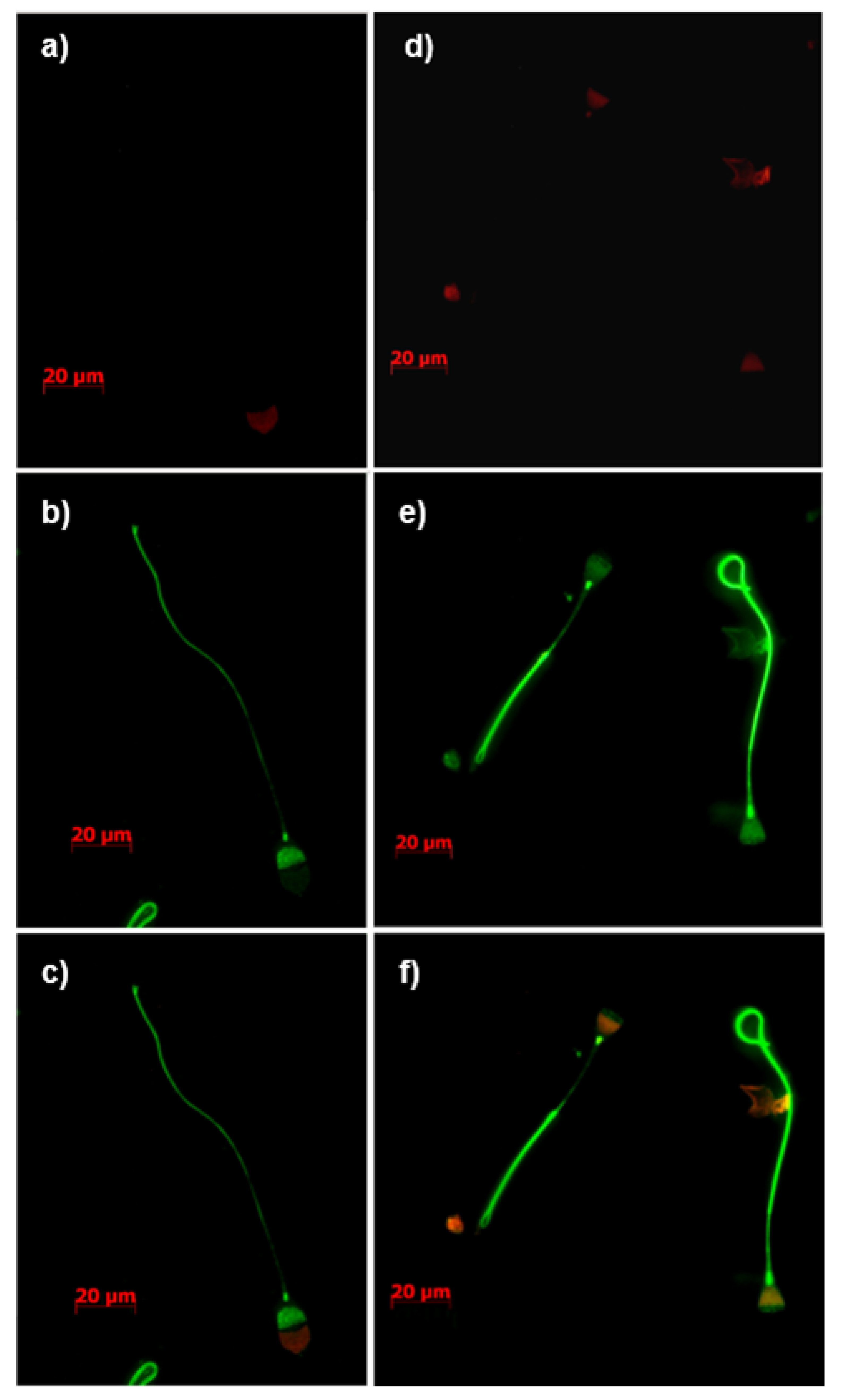 Cimb 44 00031 g004 Cimb 44 00031 g004