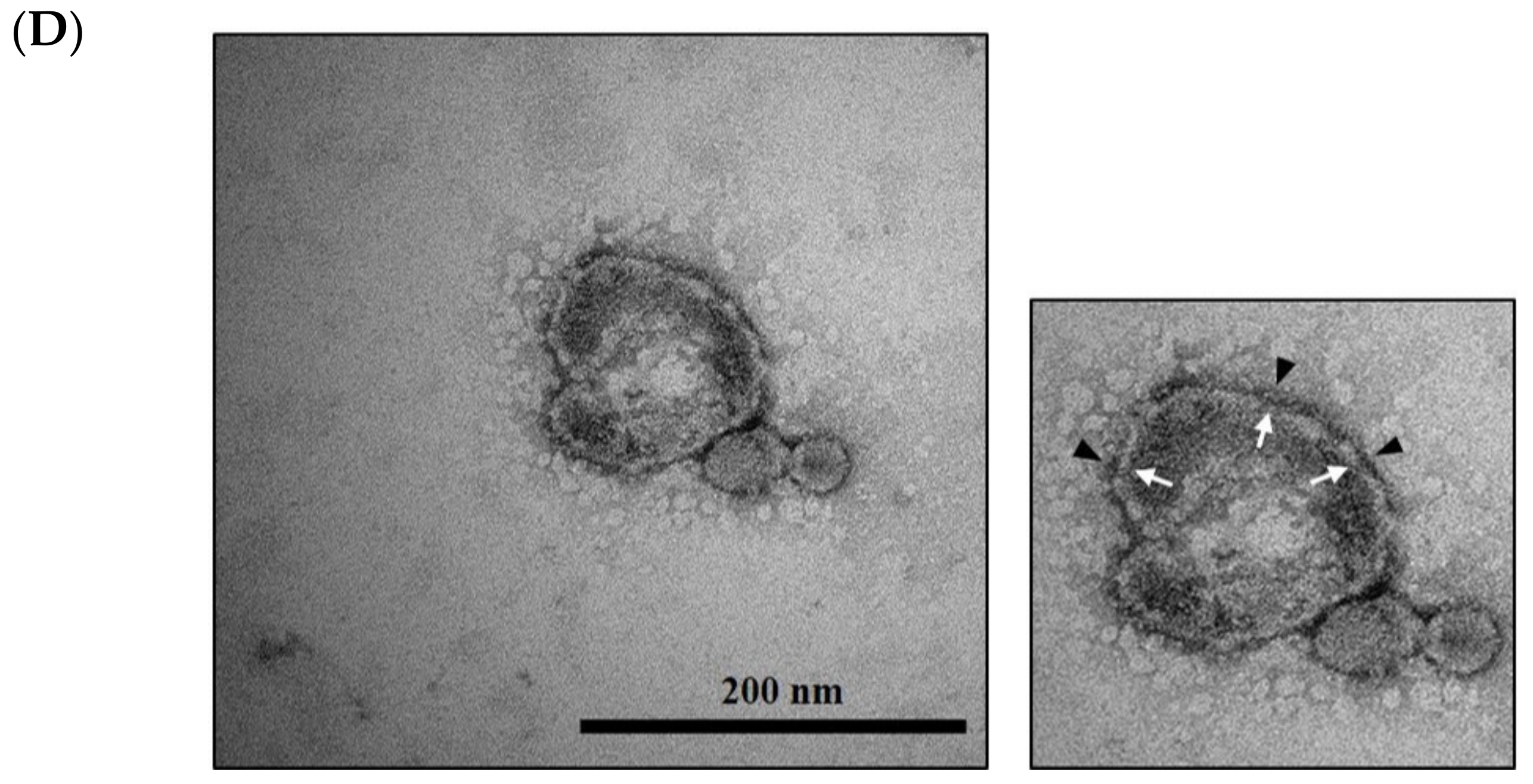 Cimb 44 00058 g002c 550