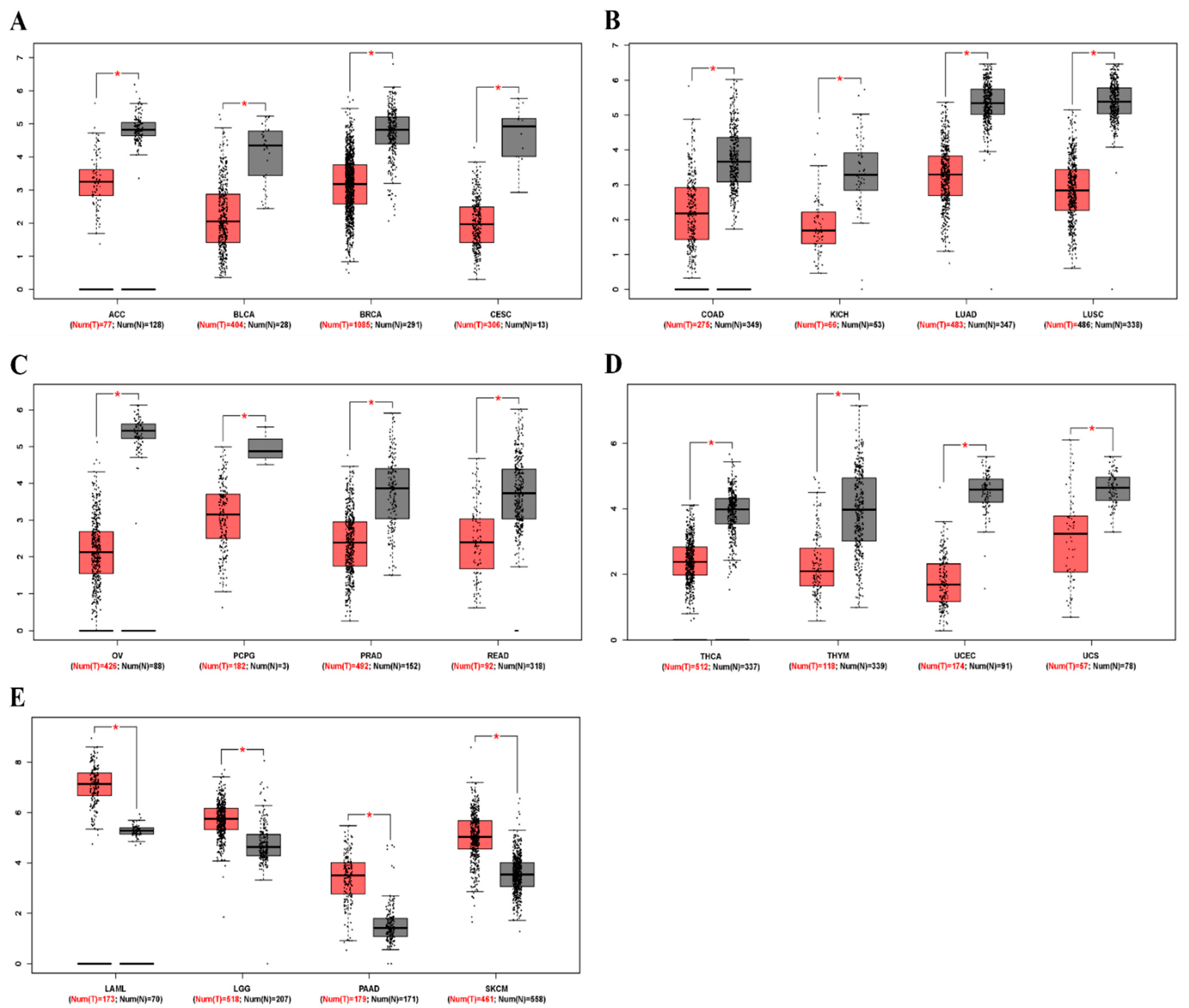 Zinc Finger E-Box Binding Homeobox 2 as a Prognostic