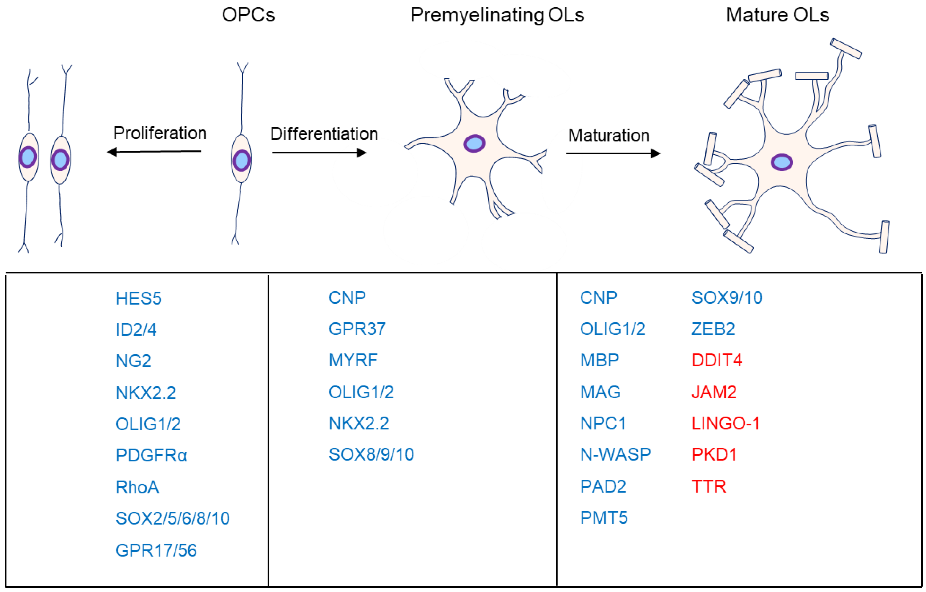 CIMB Free FullText A Glance at the Molecules That Regulate