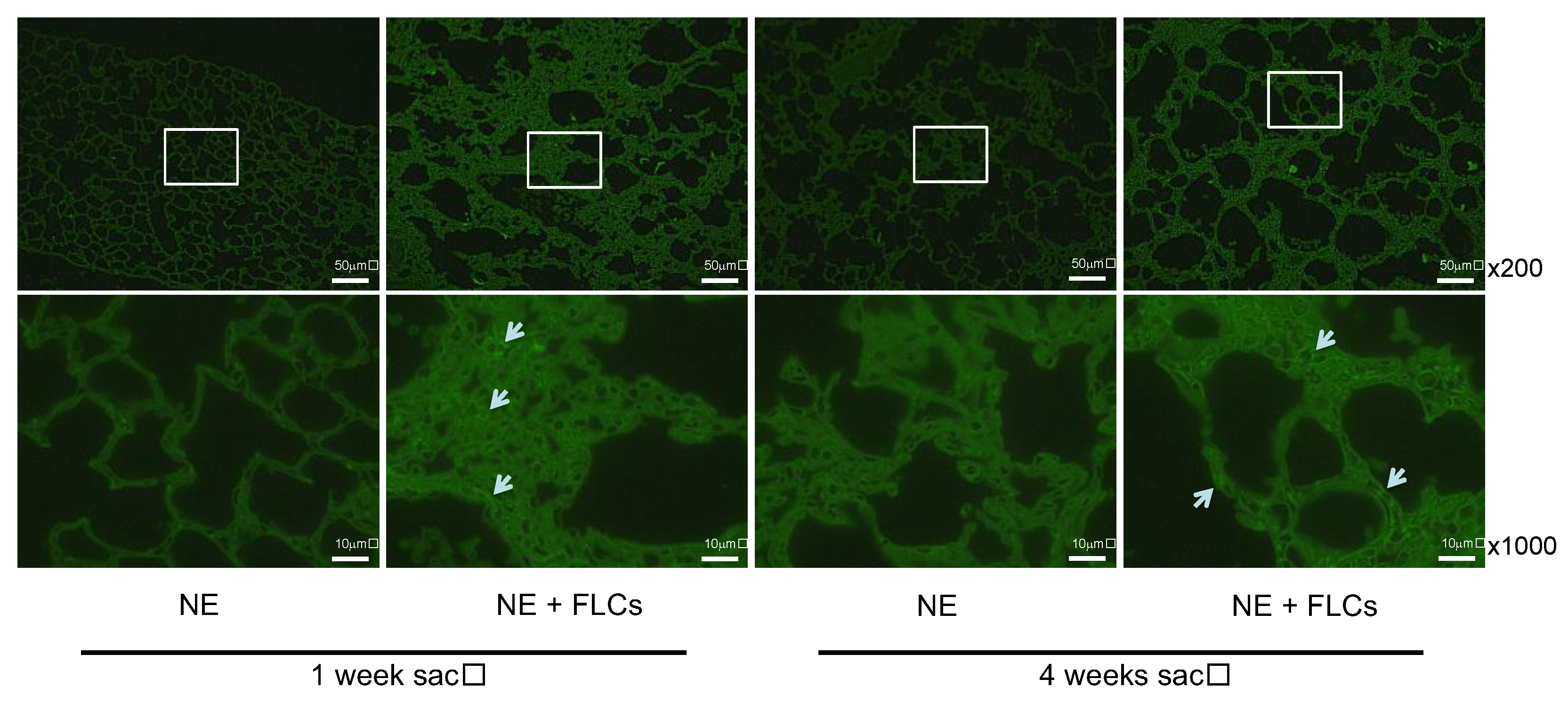 Cimb 44 00269 g003 550