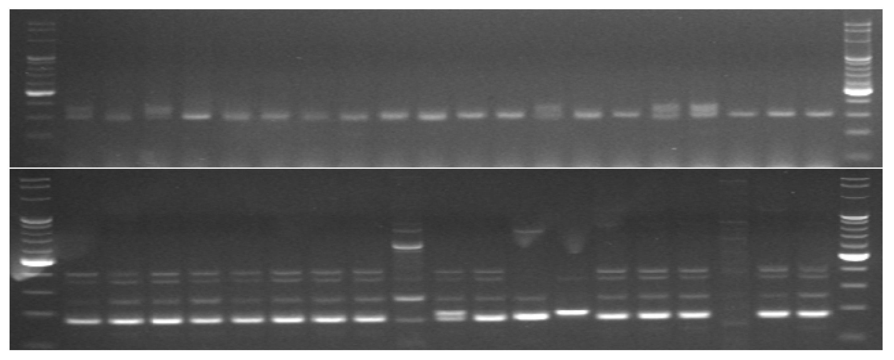 Cimb 44 00295 g001 Cimb 44 00295 g001