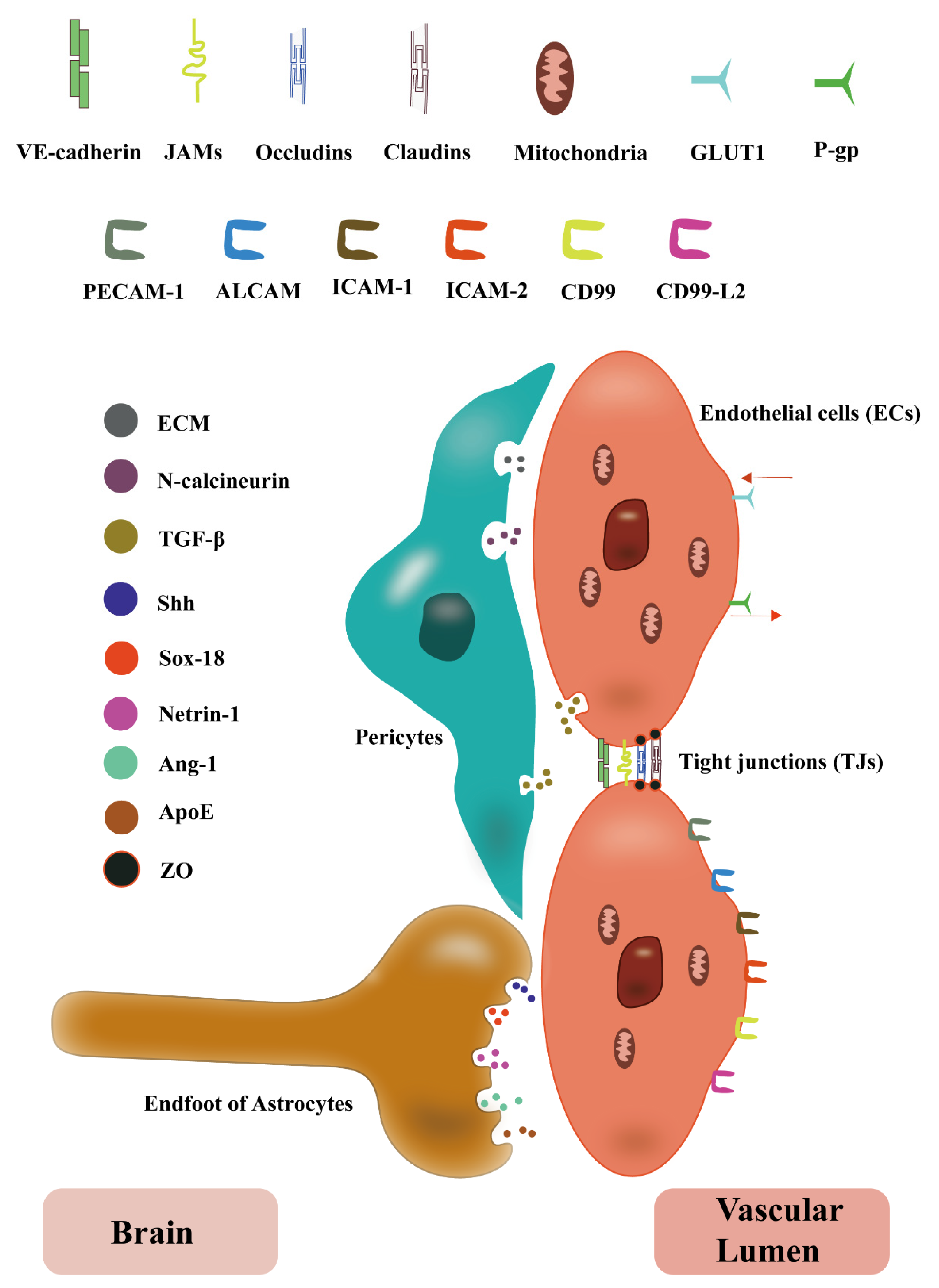CIMB Free FullText The Crosstalk between the BloodBrain Barrier