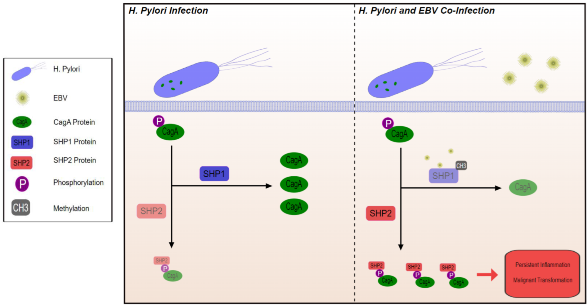 Cimb 44 00390 g001 Cimb 44 00390 g001