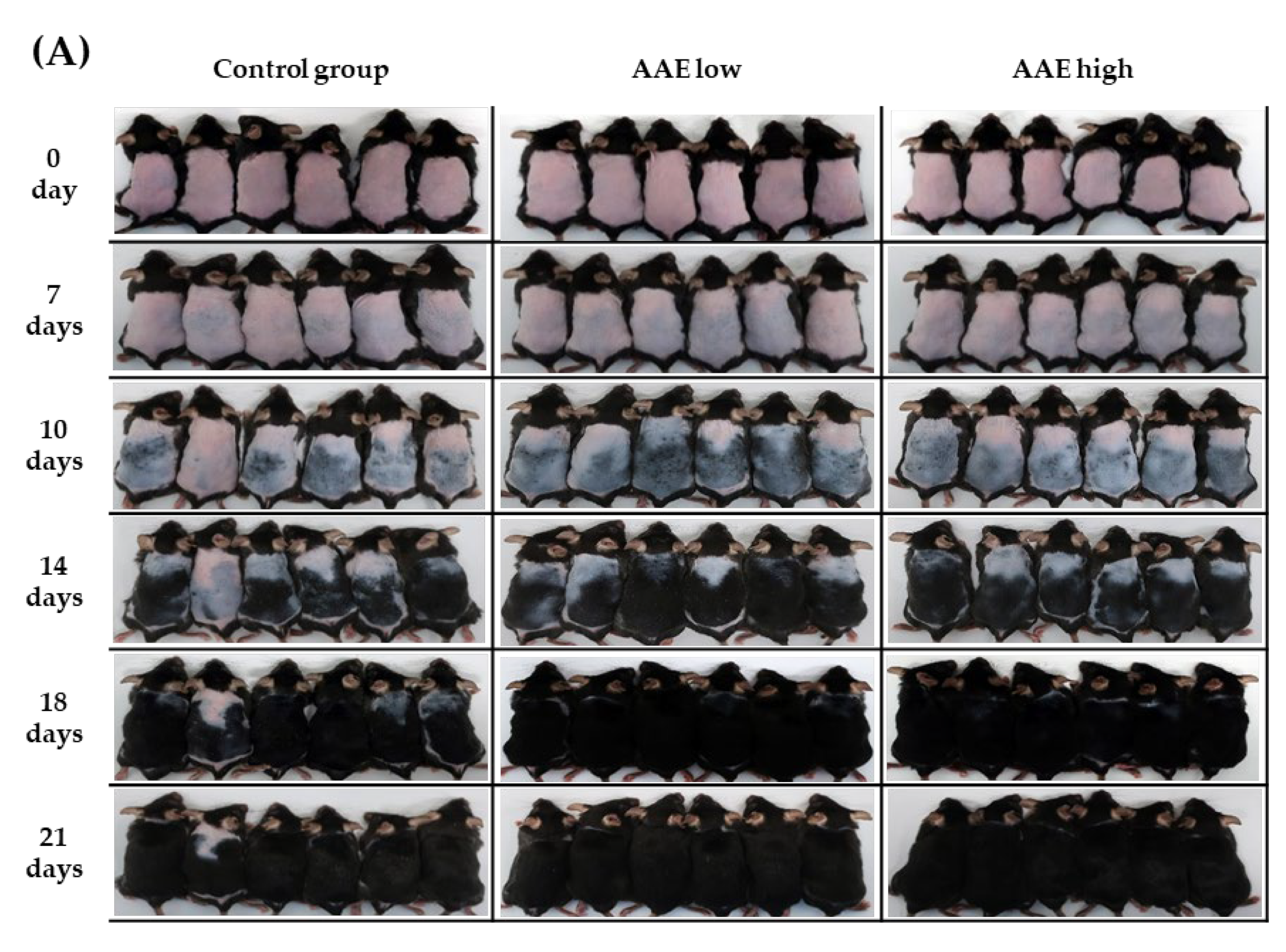 CIMB | Free Full-Text | An Exploratory In Vivo Study on the Effect of Annurca Apple Extract on Hair Growth in Mice CIMB | Free Full-Text | An Exploratory In Vivo Study on the Effect of Annurca Apple Extract on Hair Growth in Mice