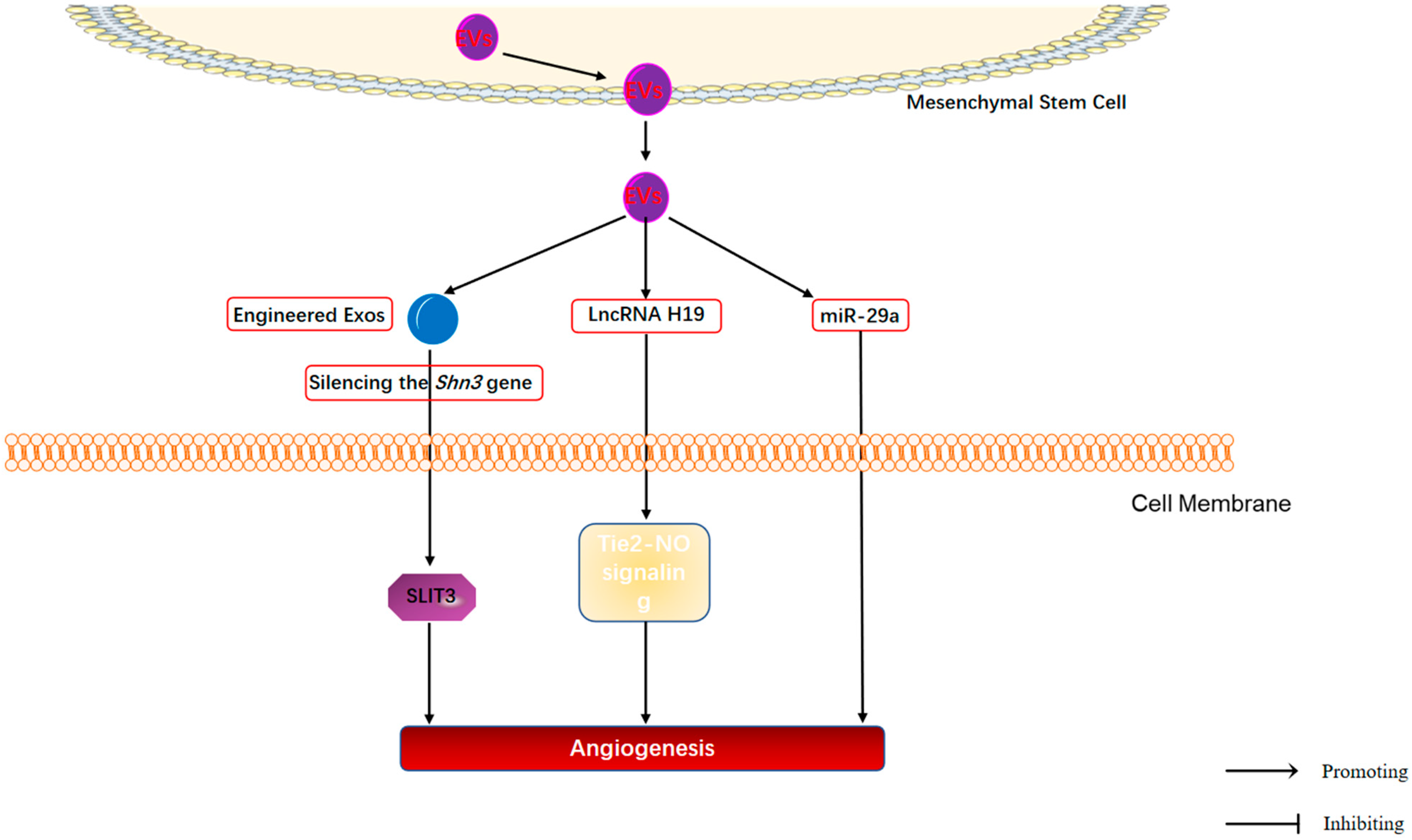 Application and Molecular Mechanisms of Extracellular
