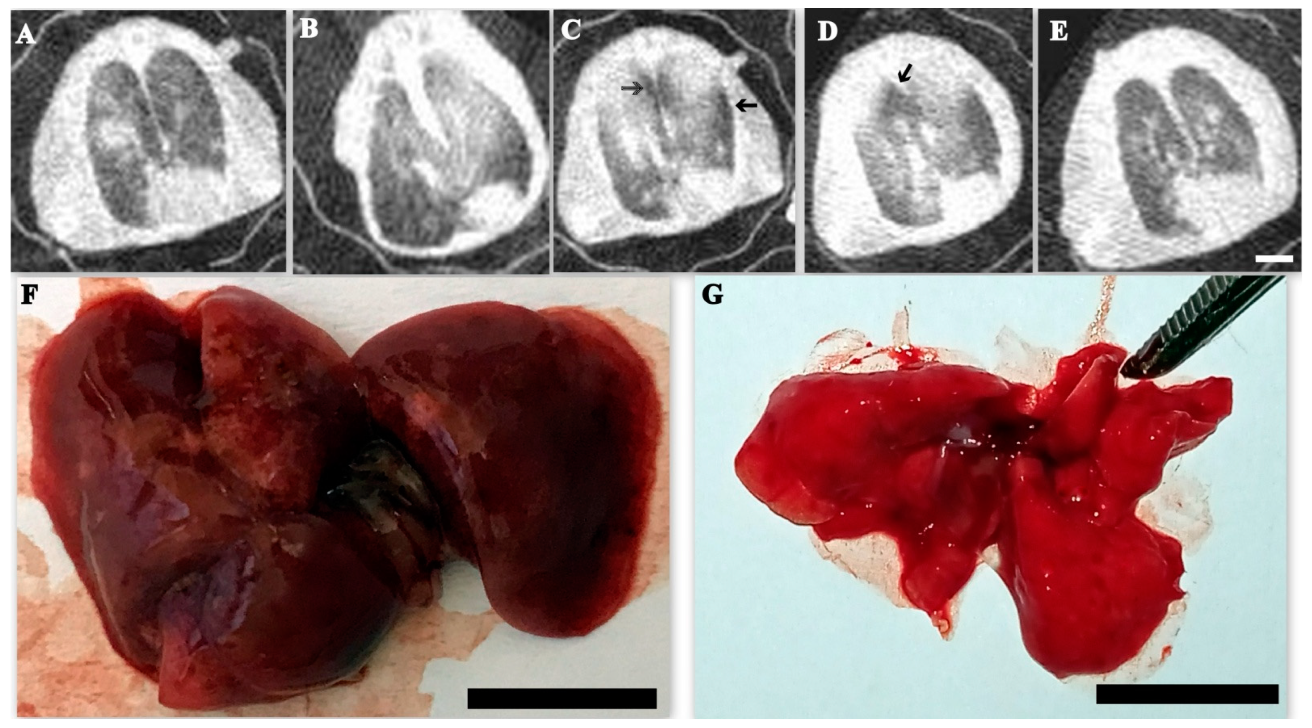 Cimb 45 00019 g008 Cimb 45 00019 g008