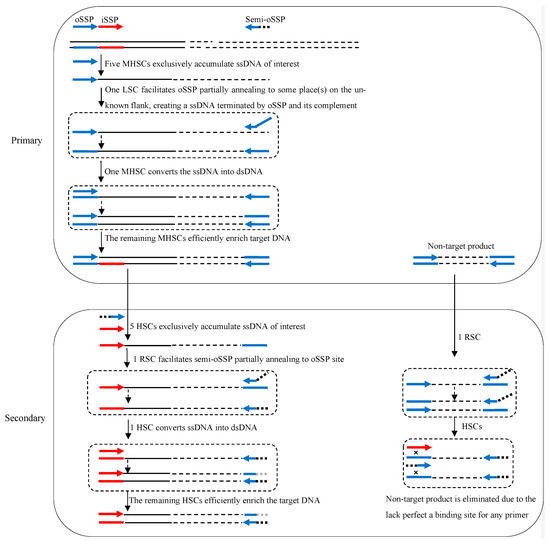 CIMB Free FullText SemiSiteSpecific Primer PCR A Simple but