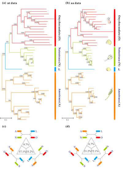 Schematic phylogenetic relationships of mitochondria and