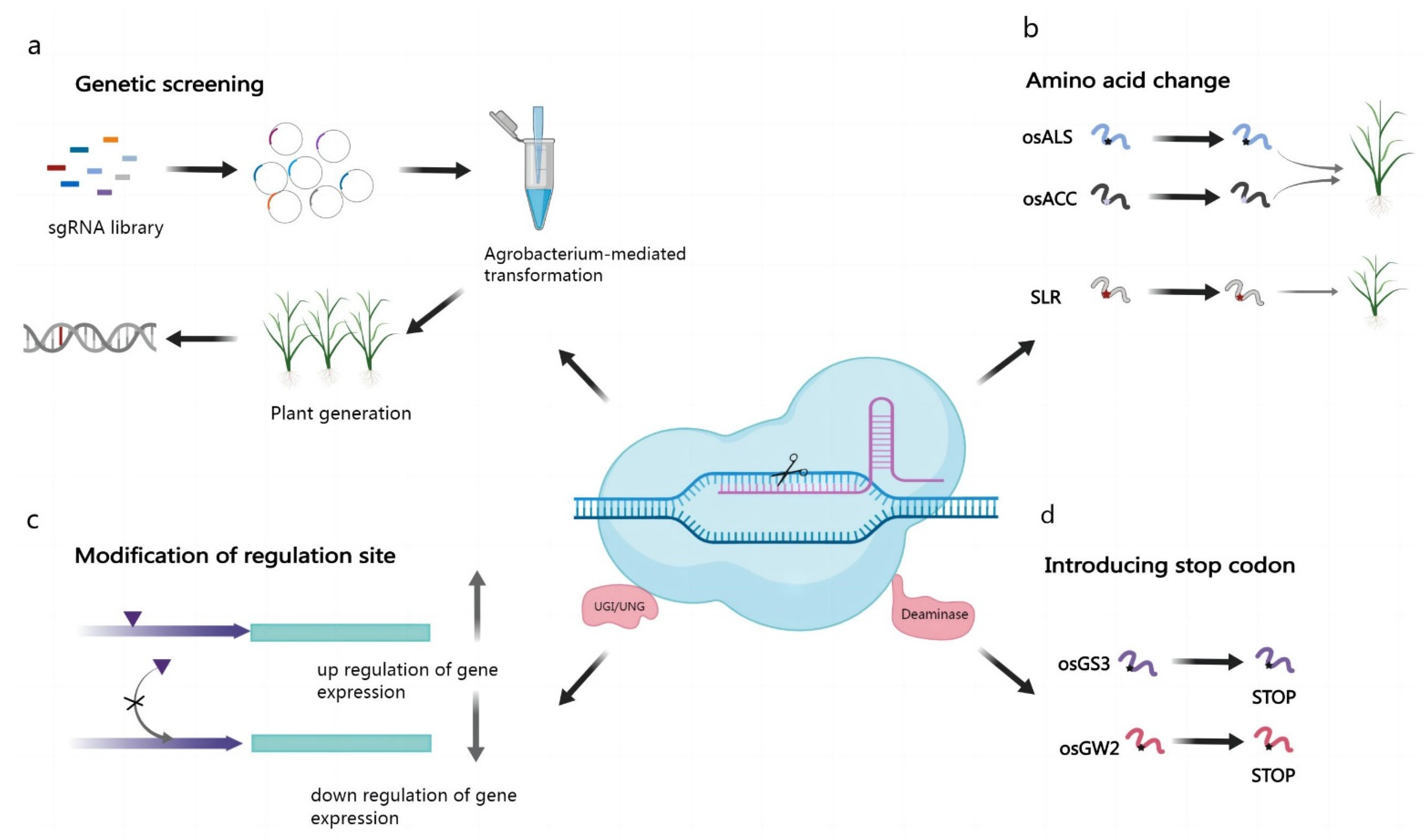 CIMB Free FullText Applications and Prospects of CRISPR/Cas9