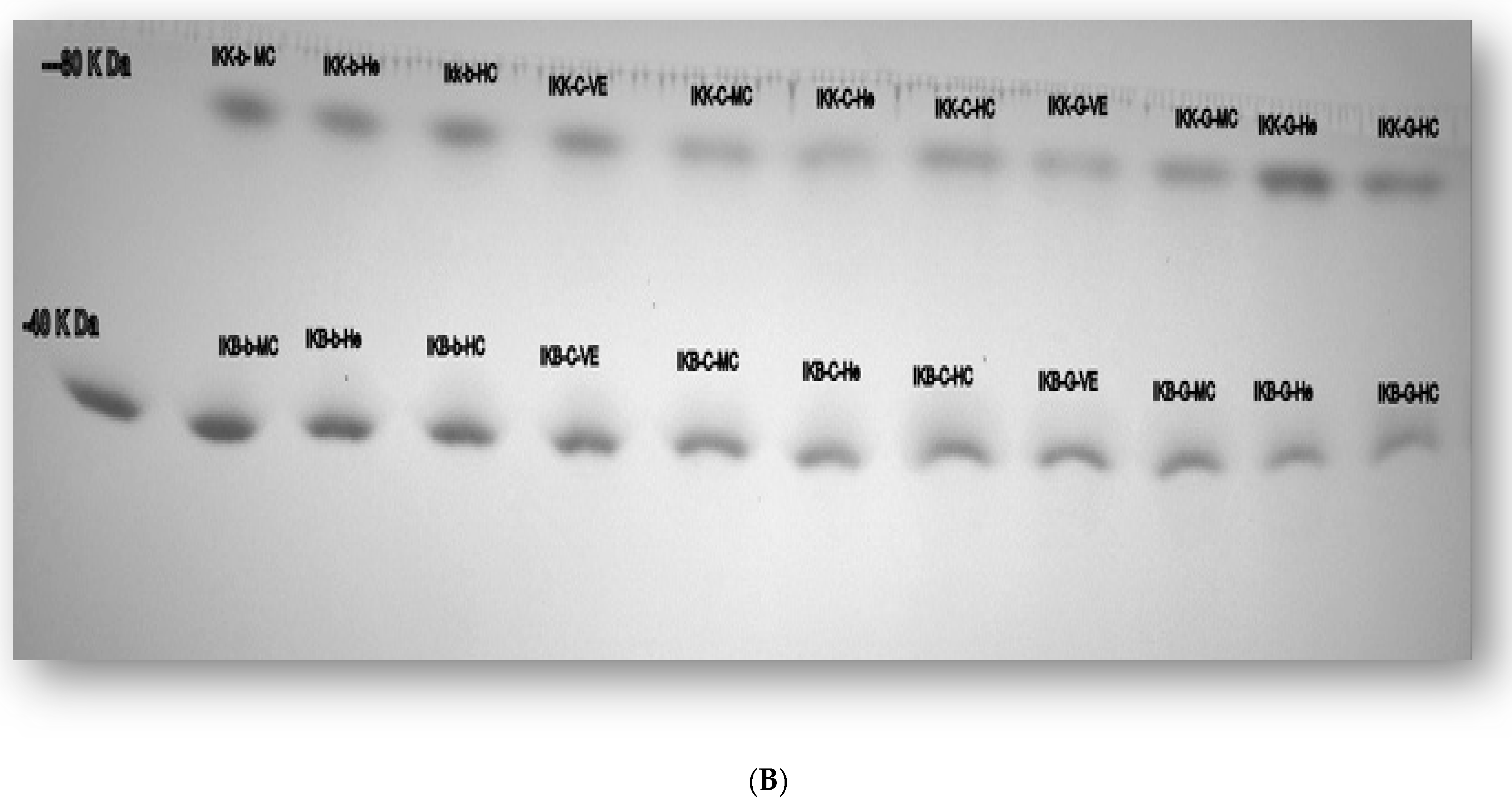 Cimb 45 00060 g004b Cimb 45 00060 g004b