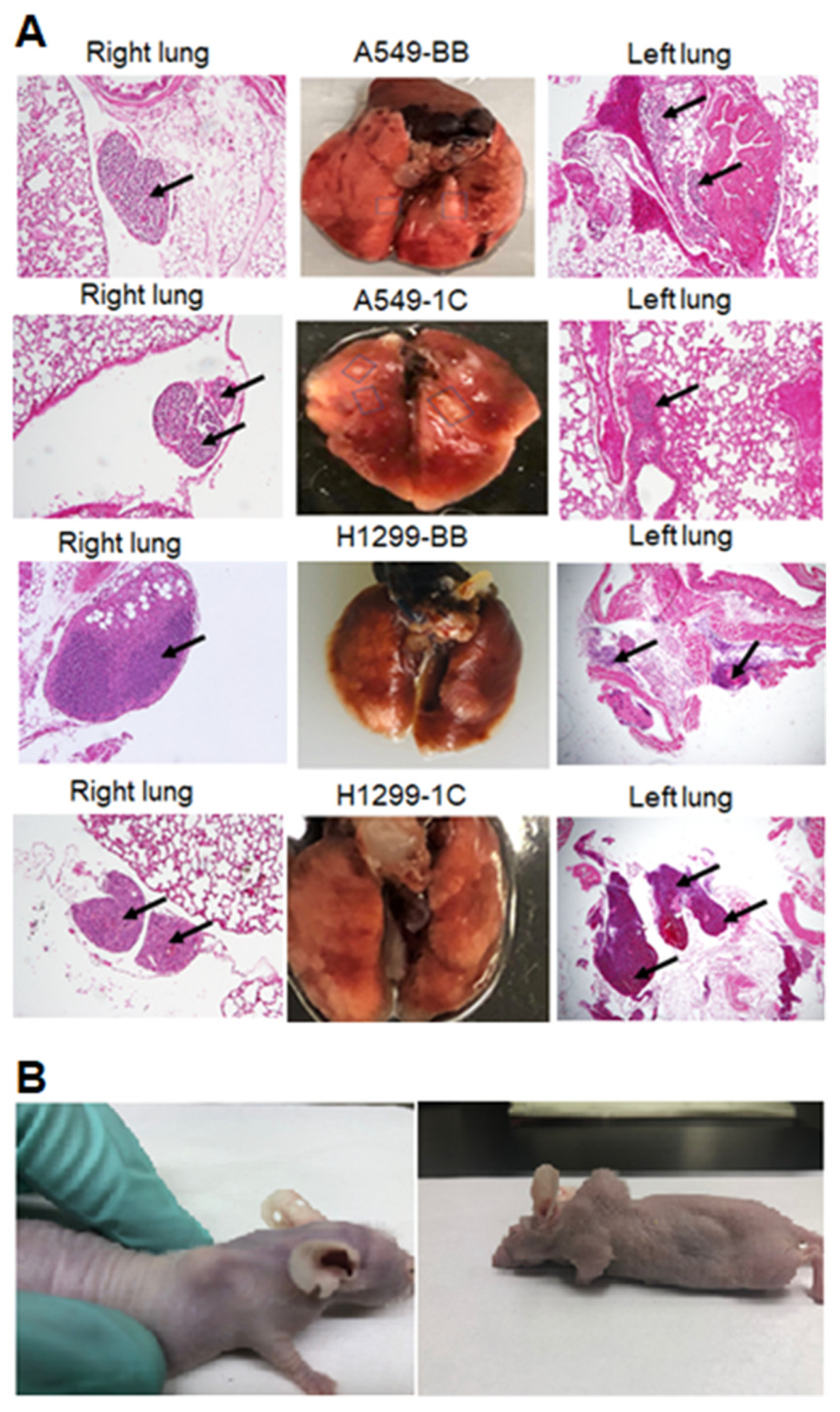 Cimb 45 00074 g001 Cimb 45 00074 g001