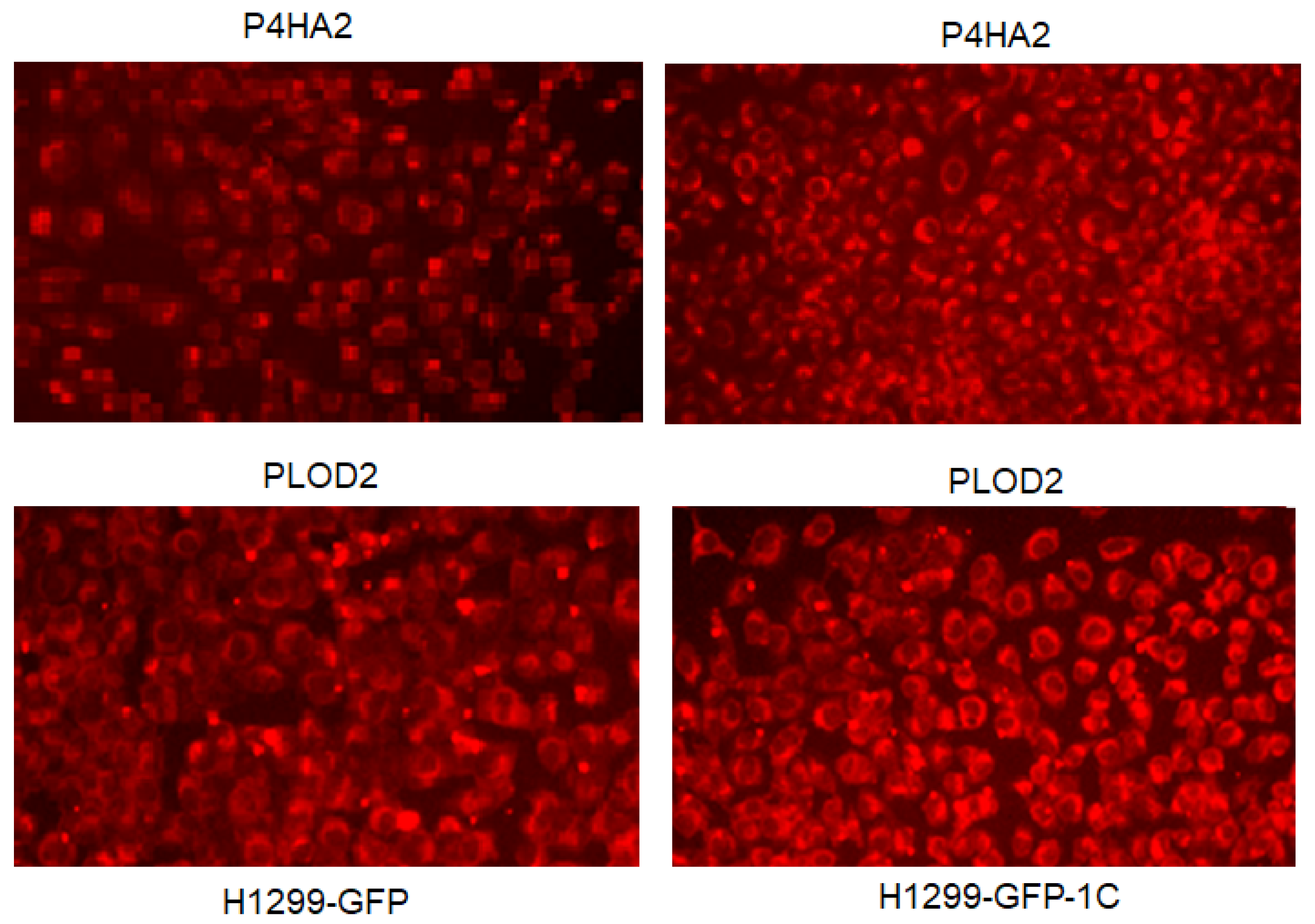 Cimb 45 00074 g004 Cimb 45 00074 g004