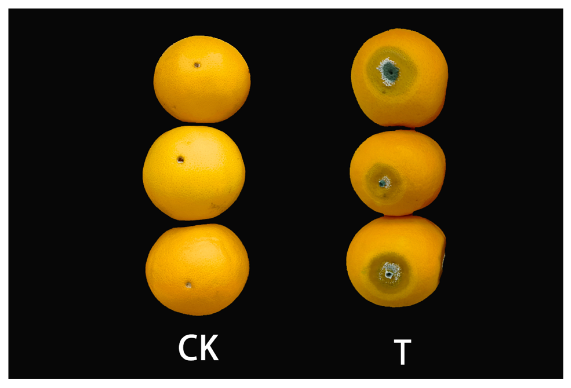 Genome-Wide Identification of Sweet Orange WRKY
