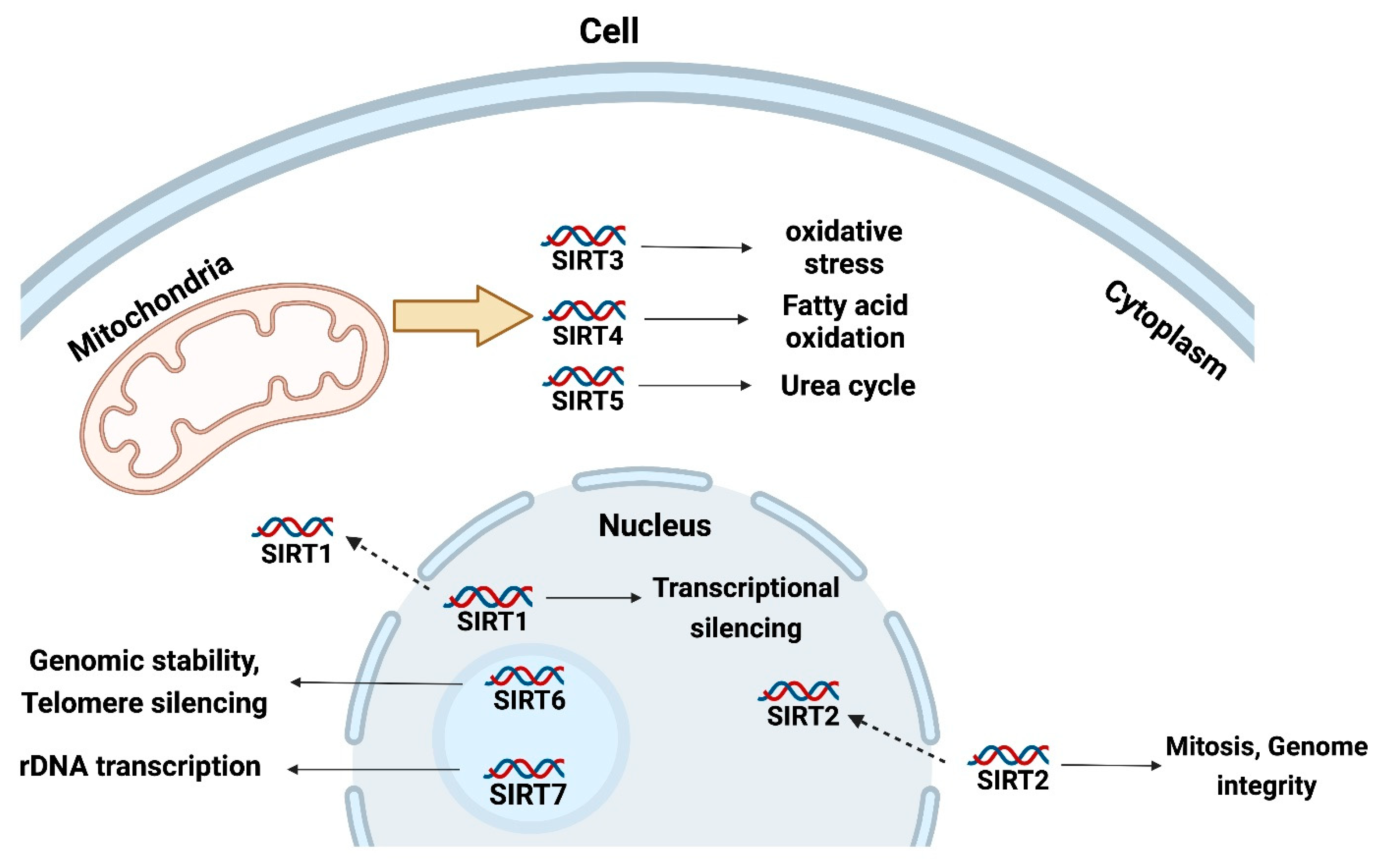 CIMB | Free Full-Text | Regulation of SIRT1 in Ovarian Function: PCOS ...