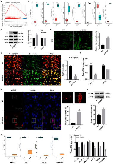 Knockdown of KDM5B Leads to DNA Damage and Cell Cycle Arrest in ...