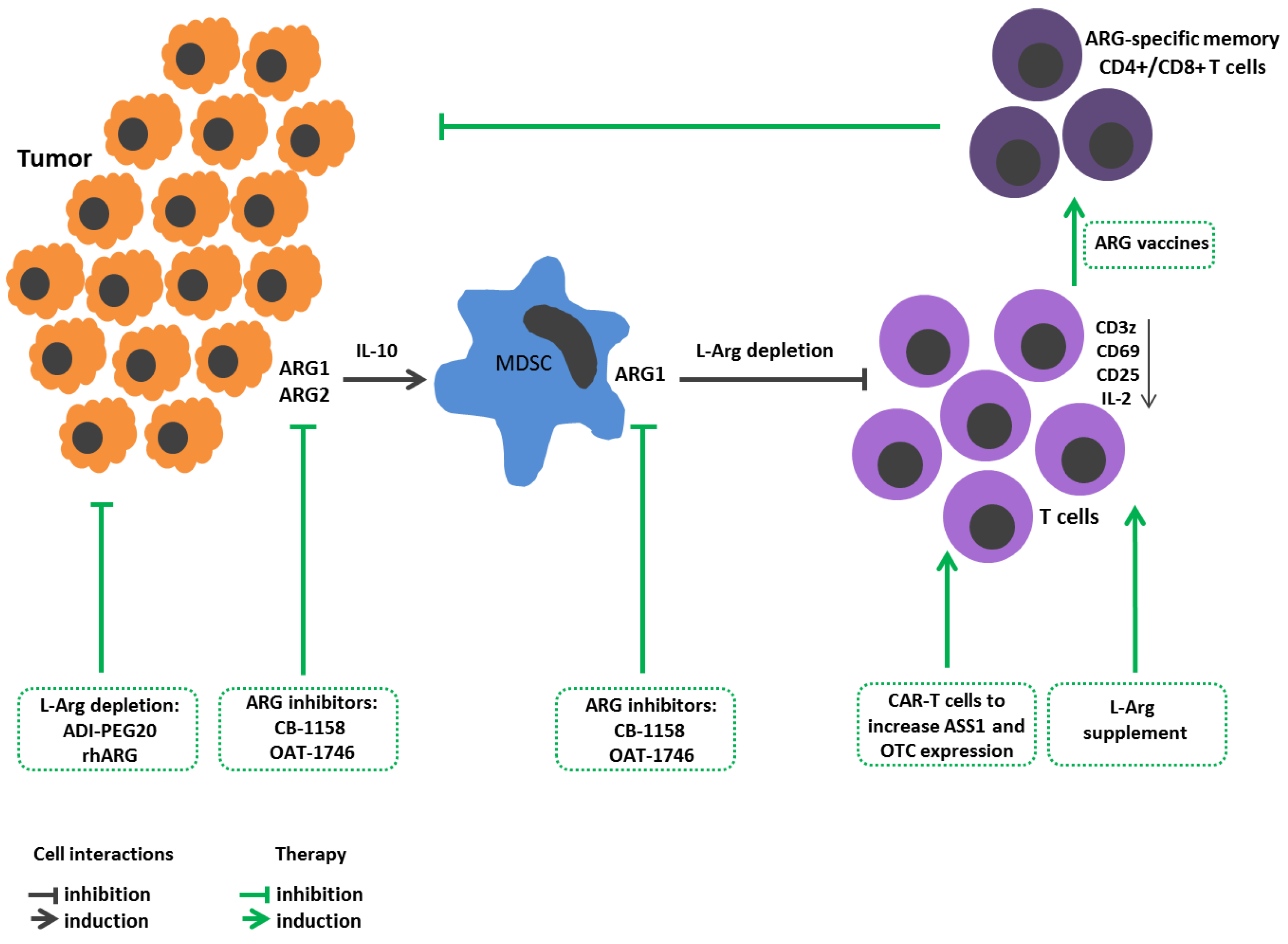 Polyamines from myeloid-derived suppressor cells promote Th17 polarization  and disease progression: Molecular Therapy