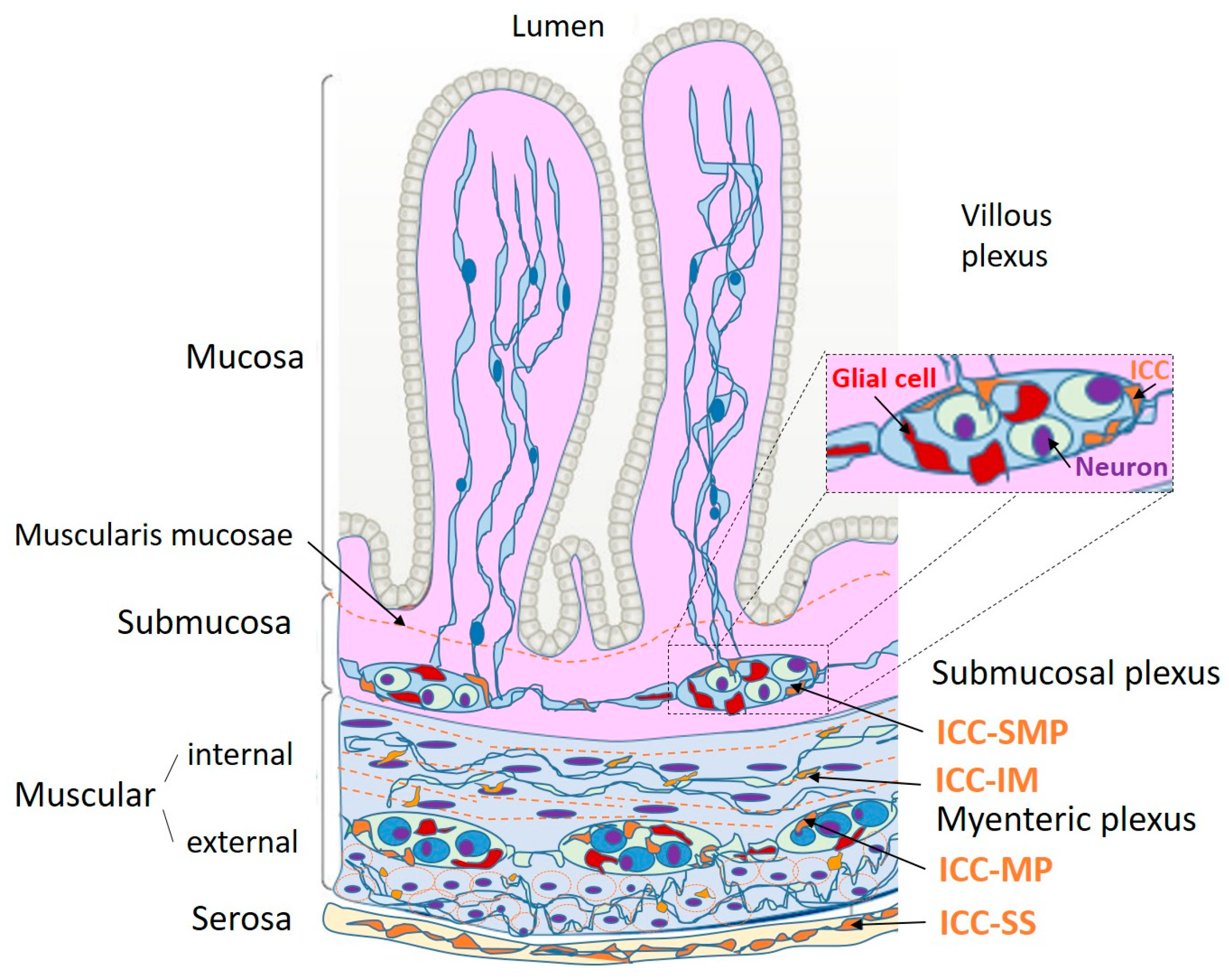 Selective Interstitial Hydration Explains Anomalous Structural