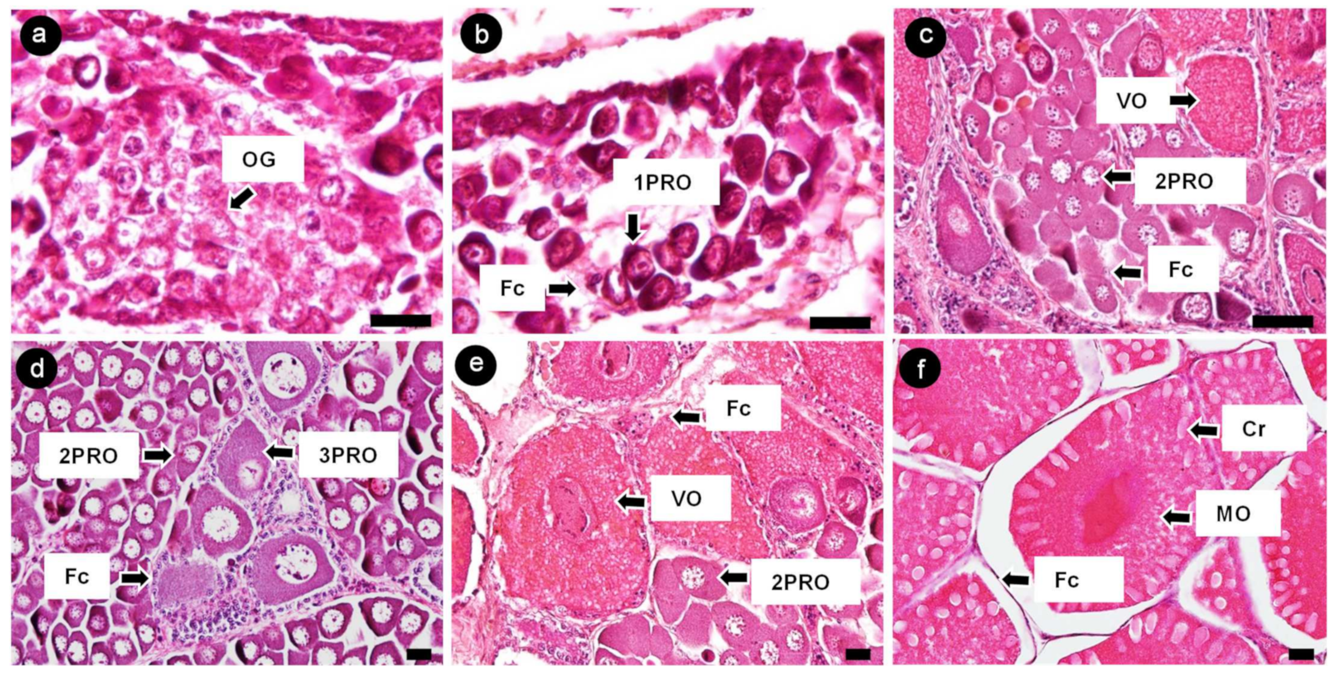 Cimb 45 00360 g004 Cimb 45 00360 g004