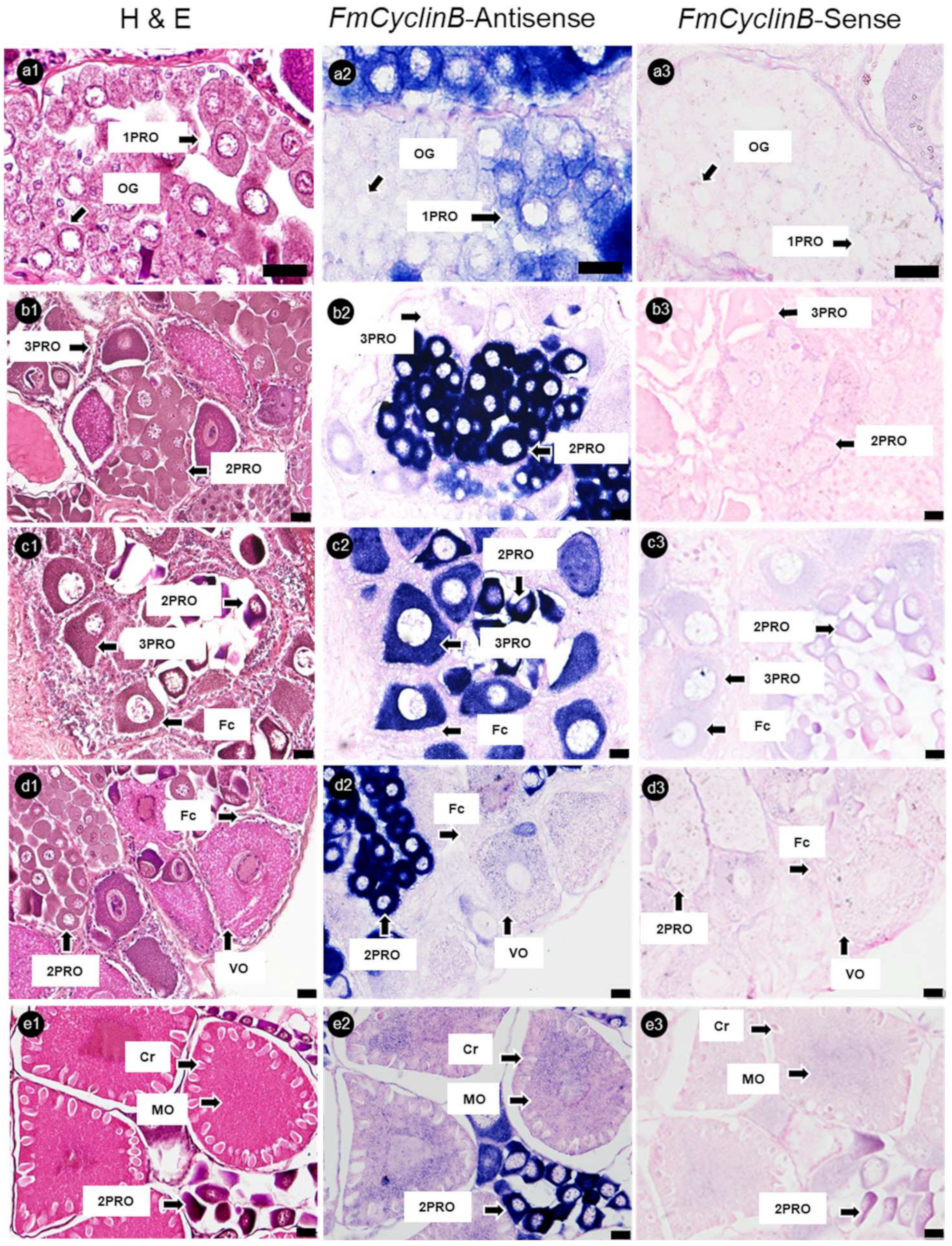 Cimb 45 00360 g005 Cimb 45 00360 g005