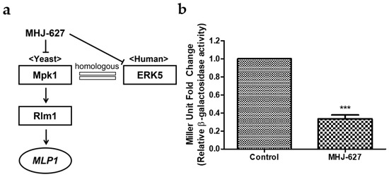 Identification of a Novel ERK5 (MAPK7) Inhibitor, MHJ-627, and