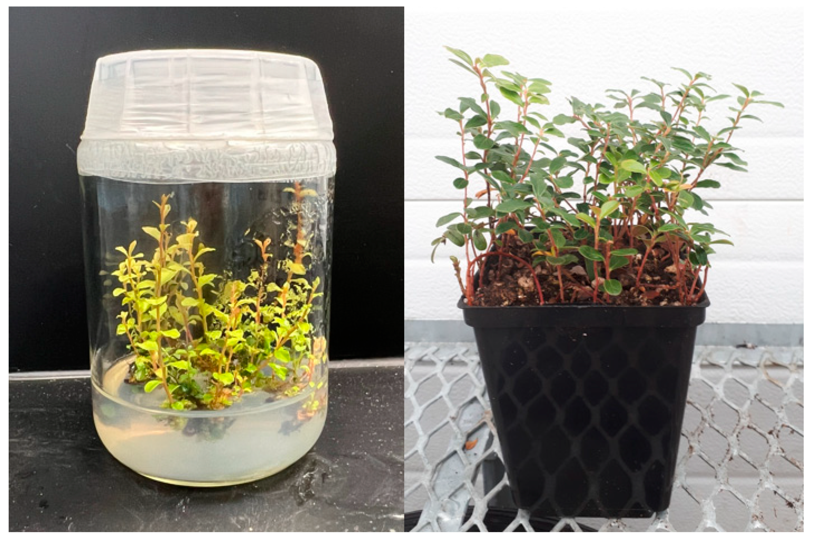 Cimb 45 00397 g001 Cimb 45 00397 g001