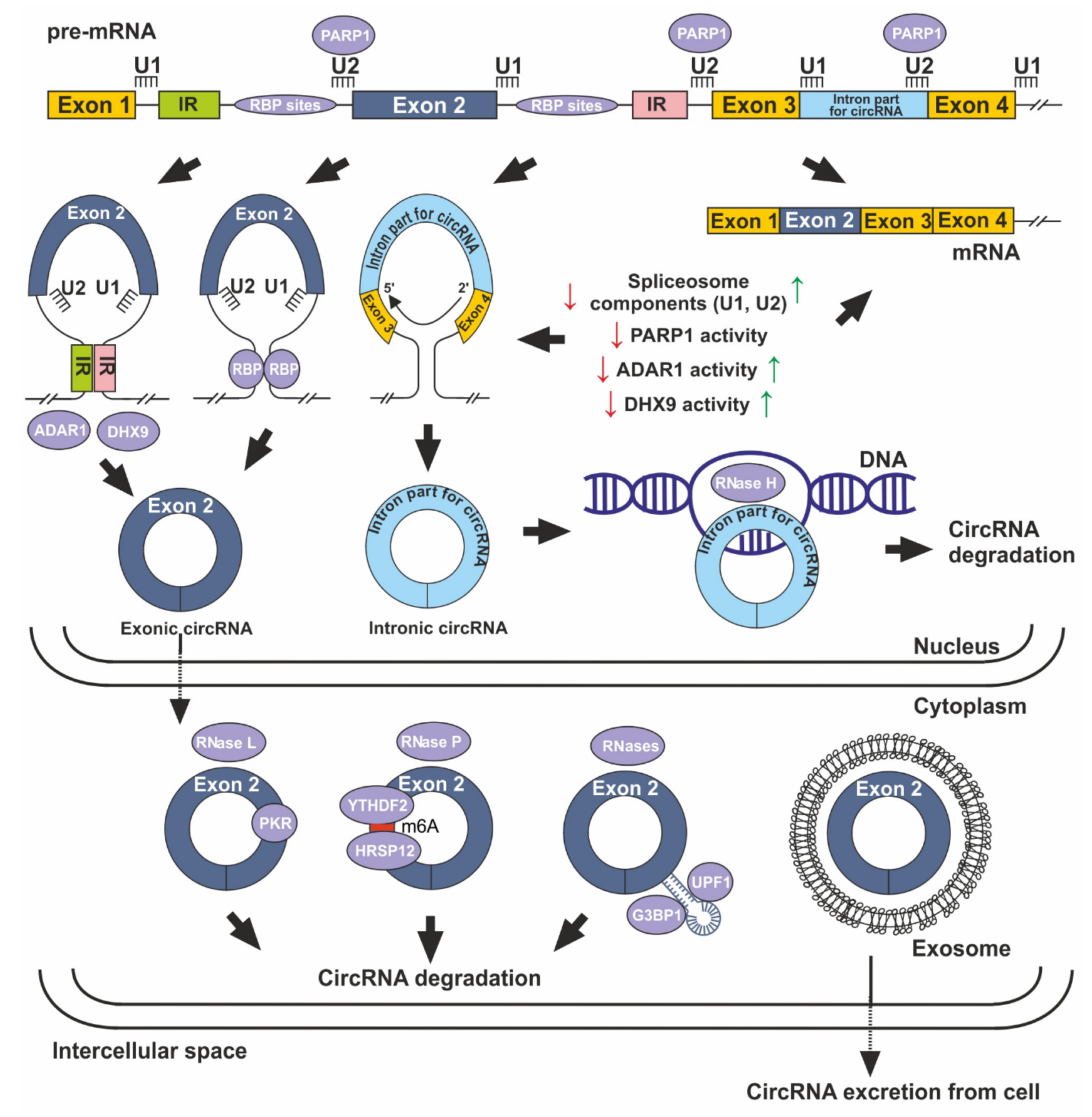 【アウトレット☆送料無料】 Variously RNAs Circular Participate Atherogenesis Coronary in トレーニング用品