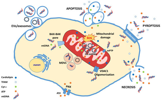 Mitochondrial DNA and Inflammation in Alzheimer’s Disease