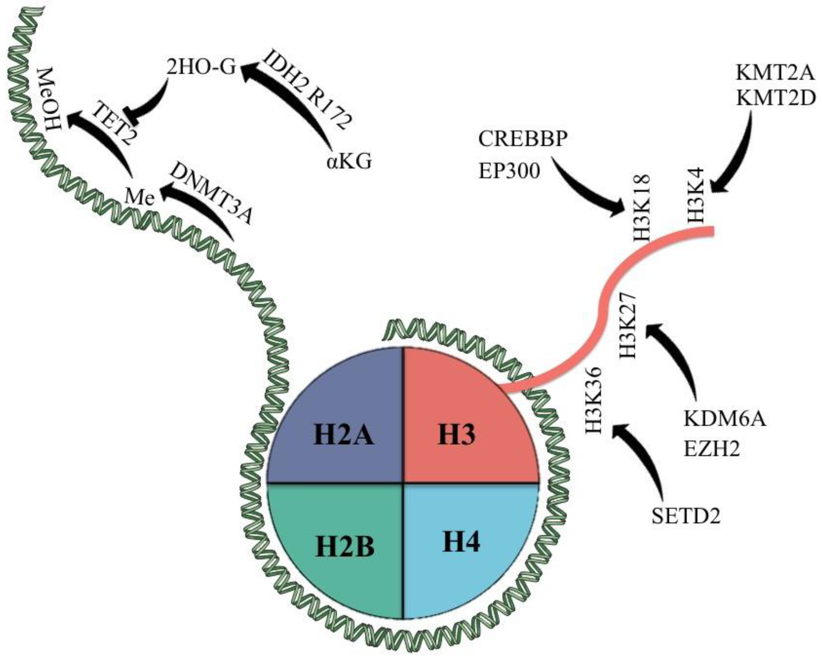 Identification of de novo EP300 and PLAU variants in a patient