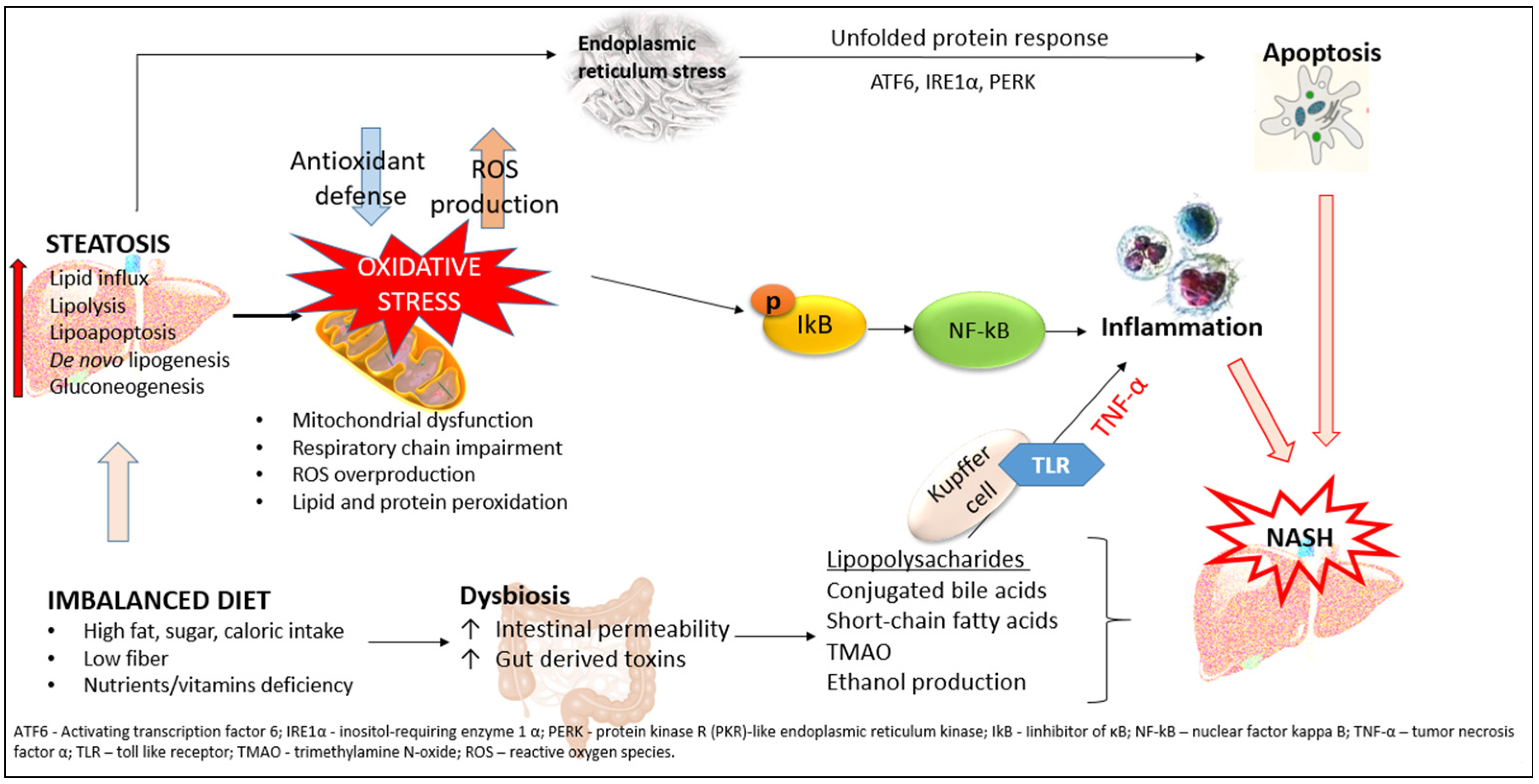 The Interconnection between Hepatic Insulin Resistance and The Interconnection between Hepatic Insulin Resistance and