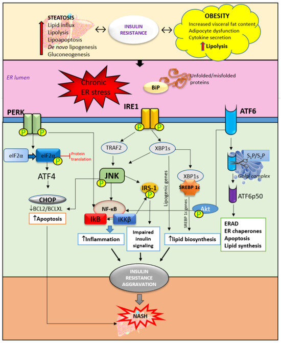 ポリシー Unlocking the potential of β-limit dextrin: Preparation