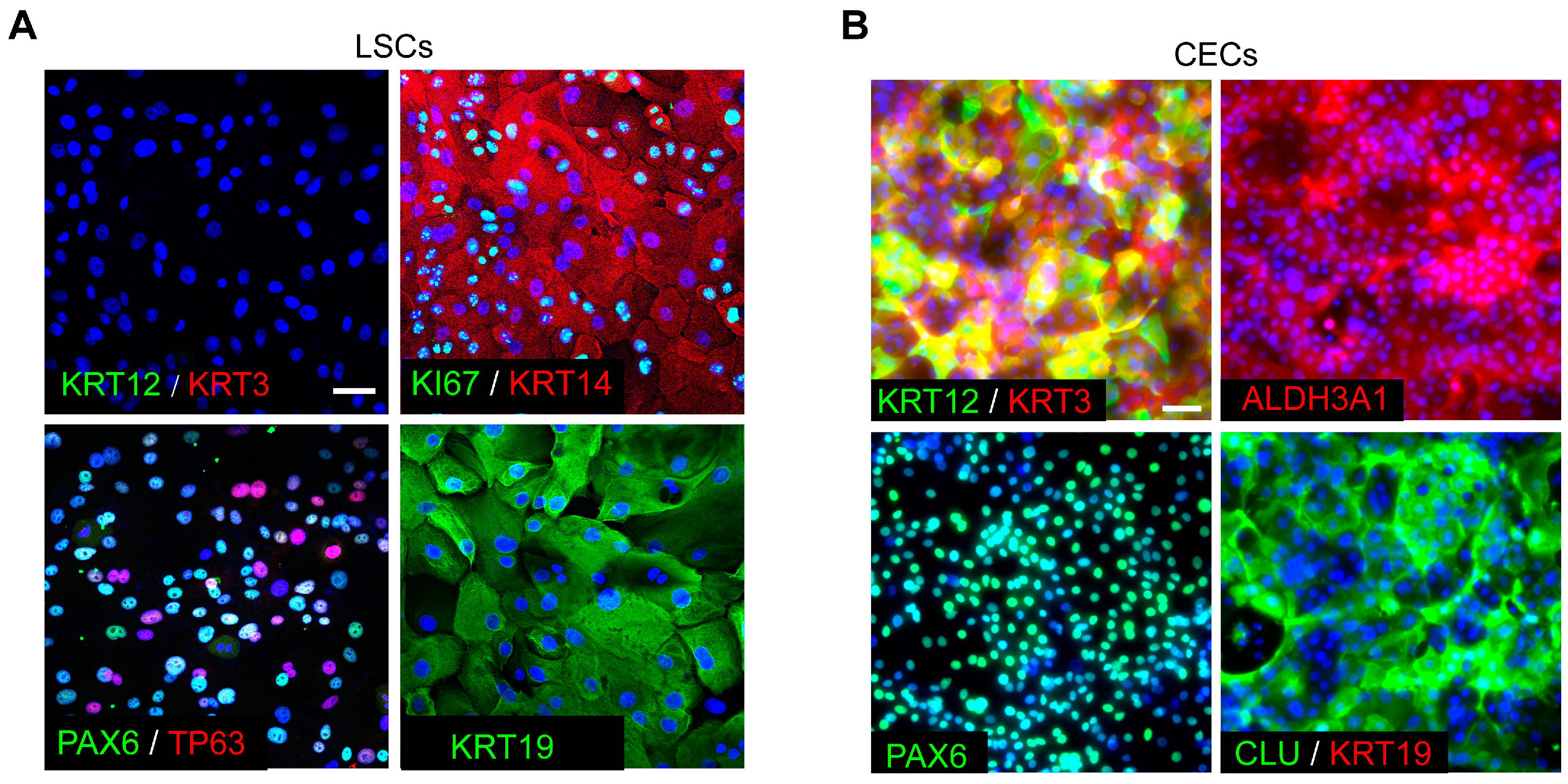 Cimb 45 00632 g001 Cimb 45 00632 g001