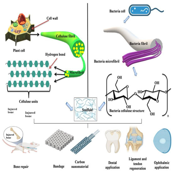 Harnessing Natural Polymers for Nano-Scaffolds in Bone Tissue ...