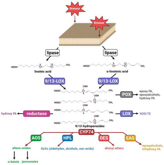 Epoxyalcohol Synthase Branch of Lipoxygenase Cascade