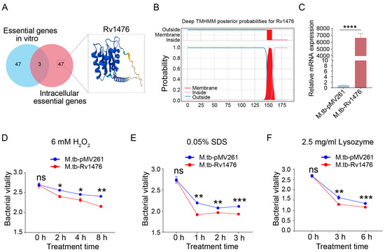 The Role of Rv1476 in Regulating Stress Response and Intracellular
